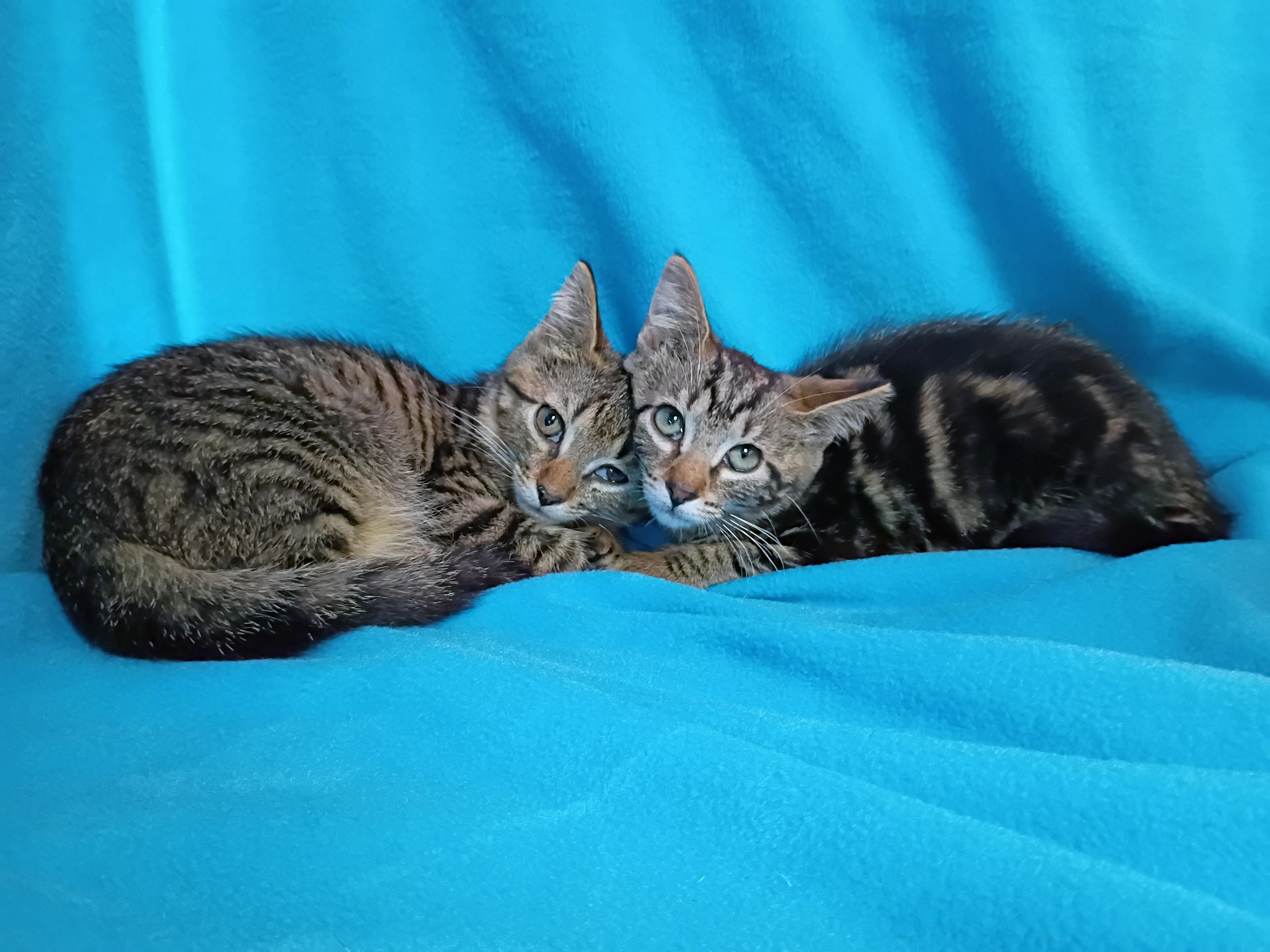 Enlarge Gasket, a ADOPTABLE Domestic Short Hair in Morgantown, WV image 2/2
