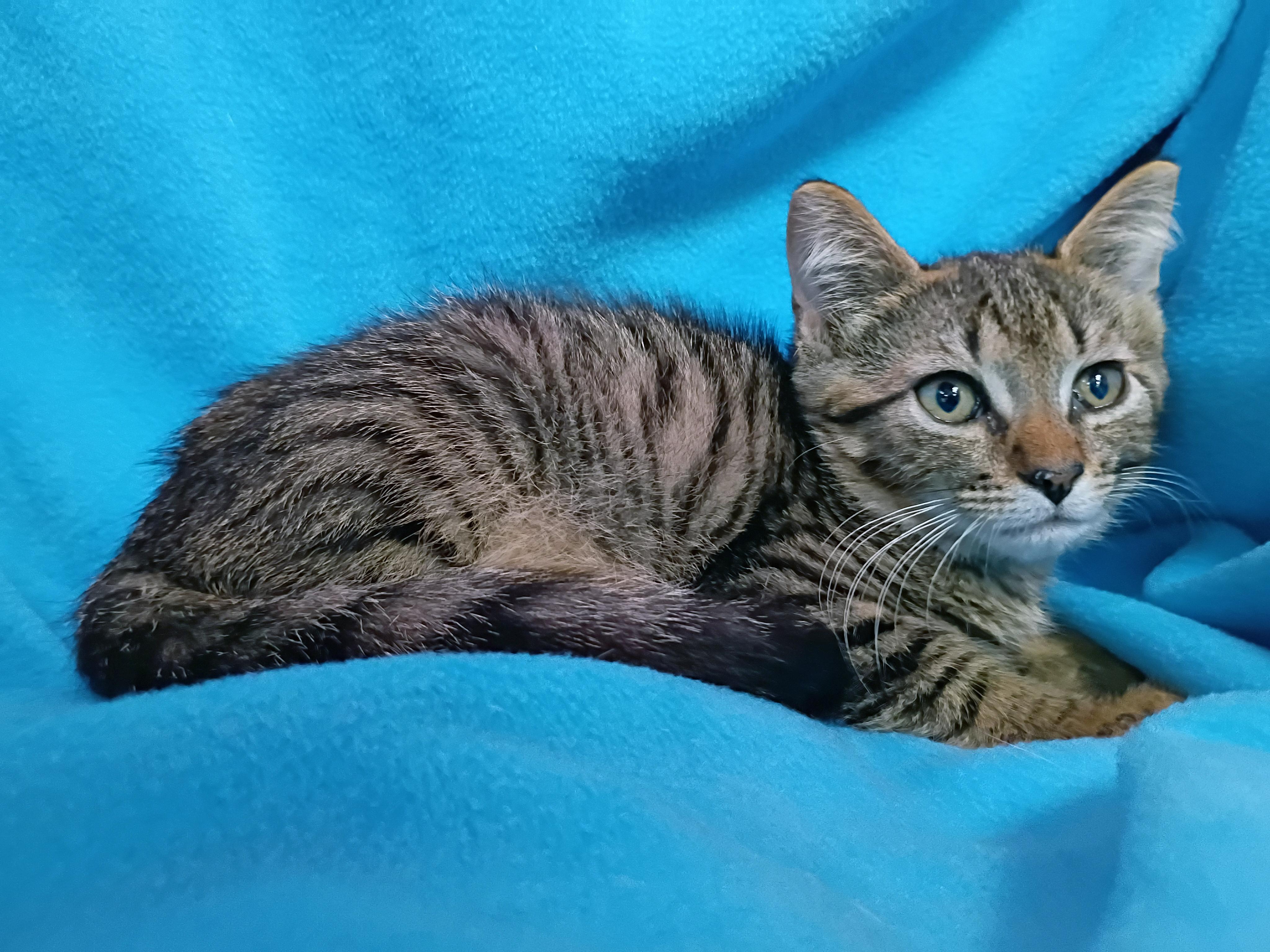 Gasket, ADOPTABLE, Kitten Male Domestic Short Hair.