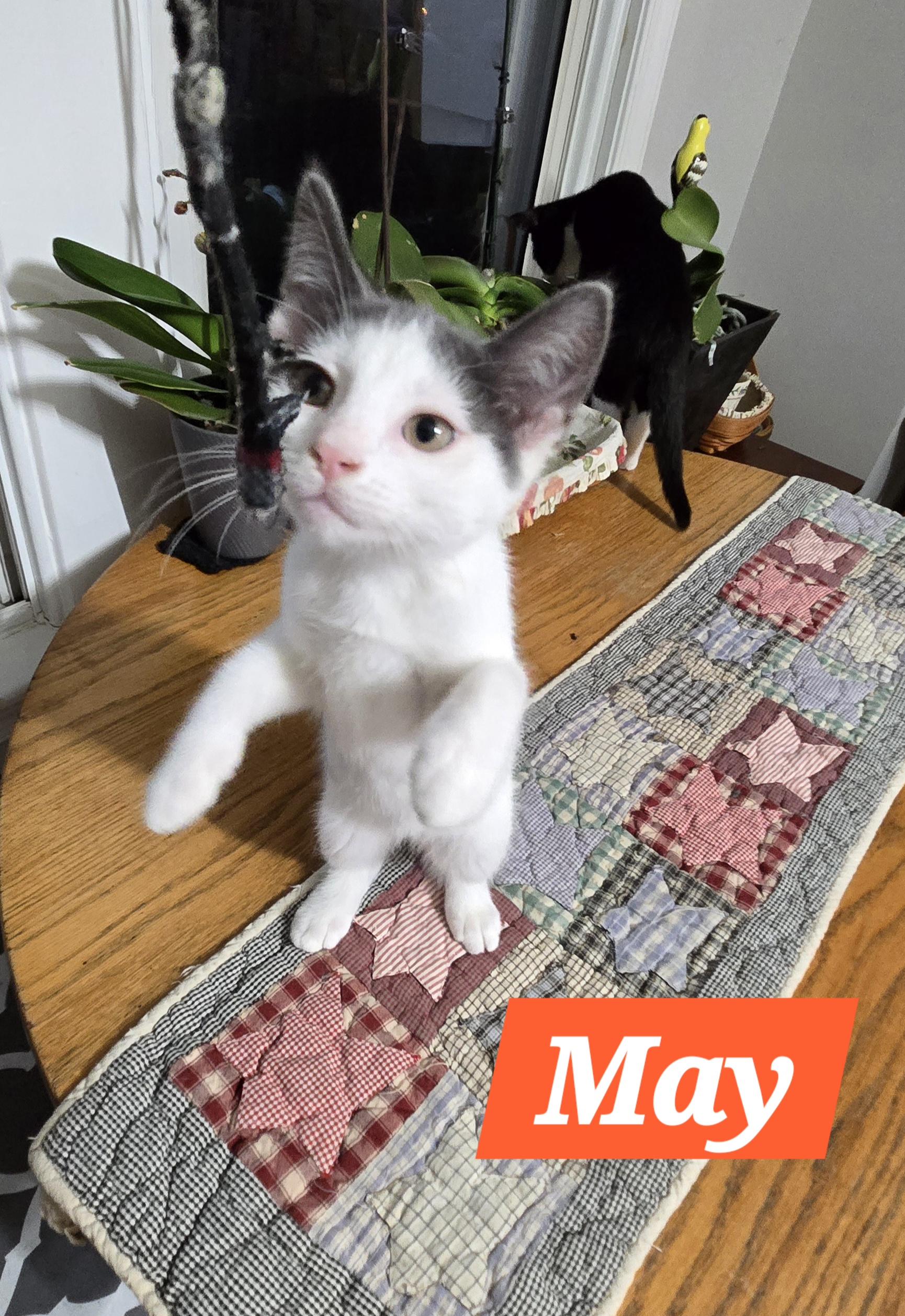 May (In Foster)