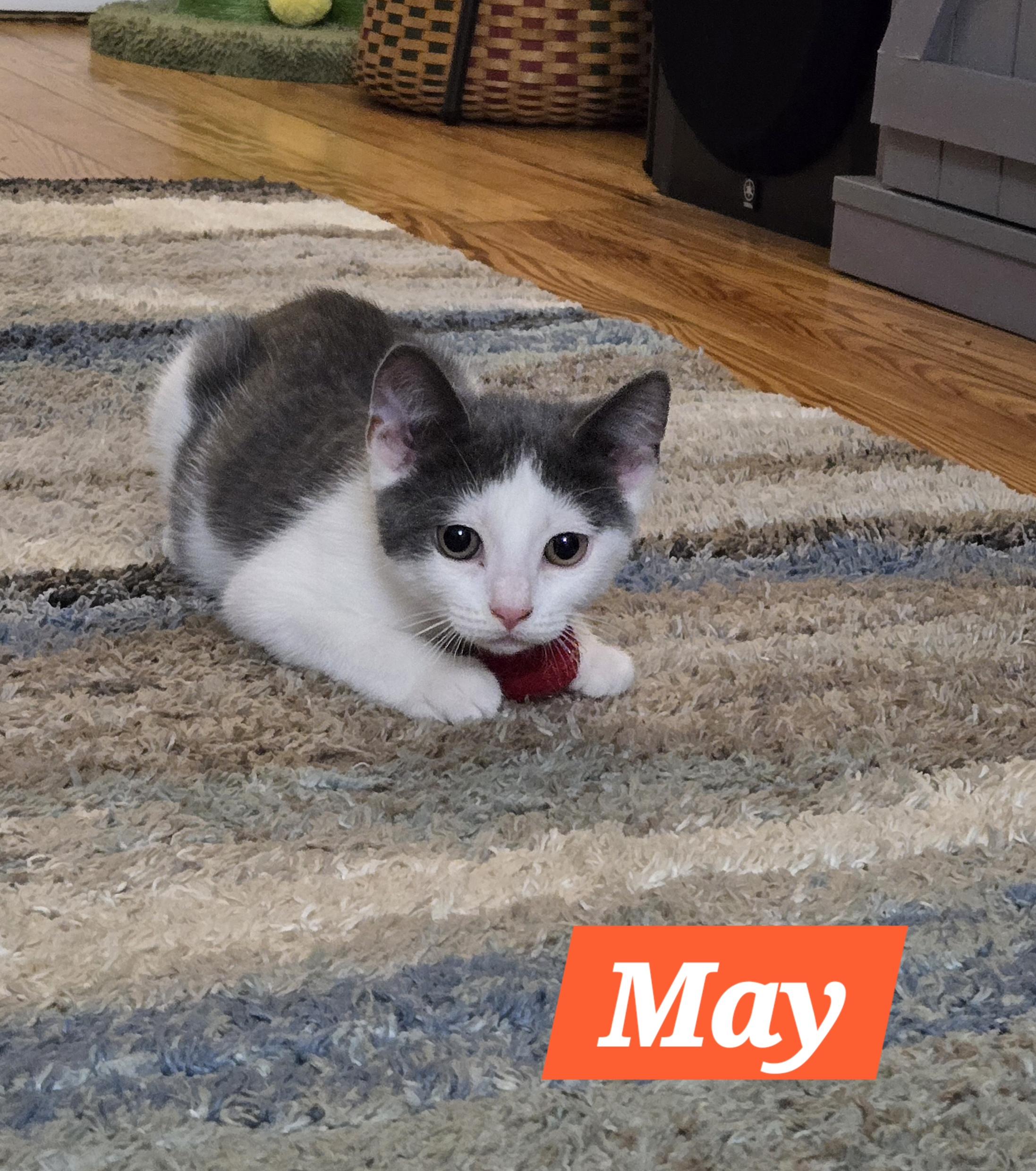 May (In Foster)