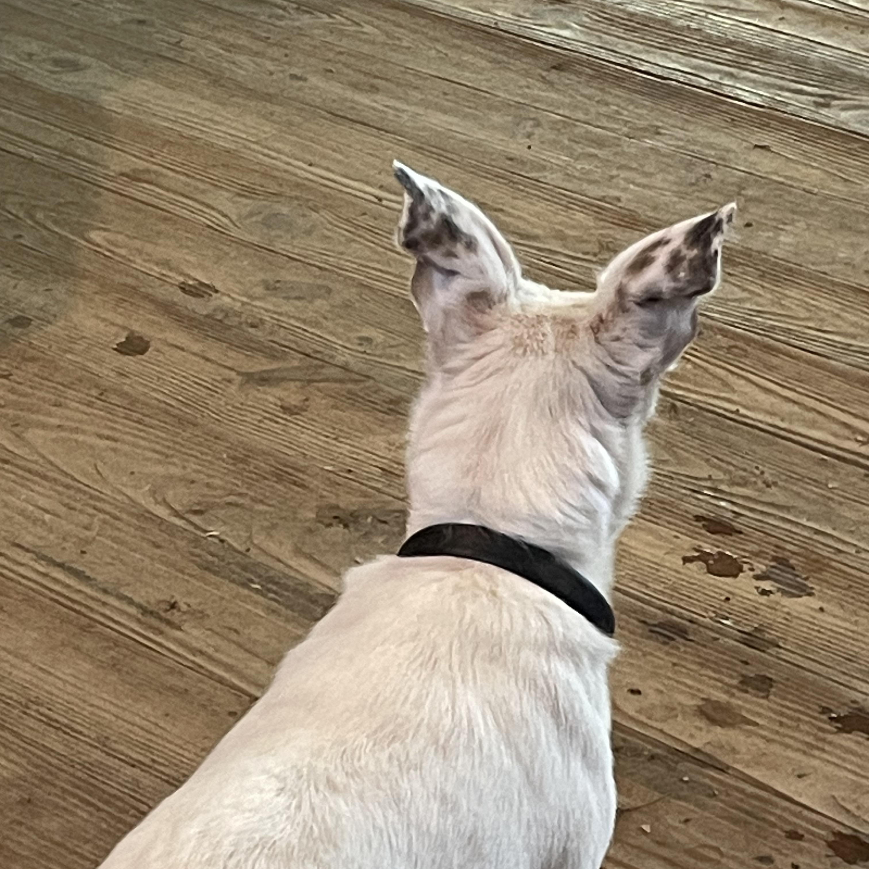 Toby, a Adoptable mixed breed in Vallonia, IN image 4/4