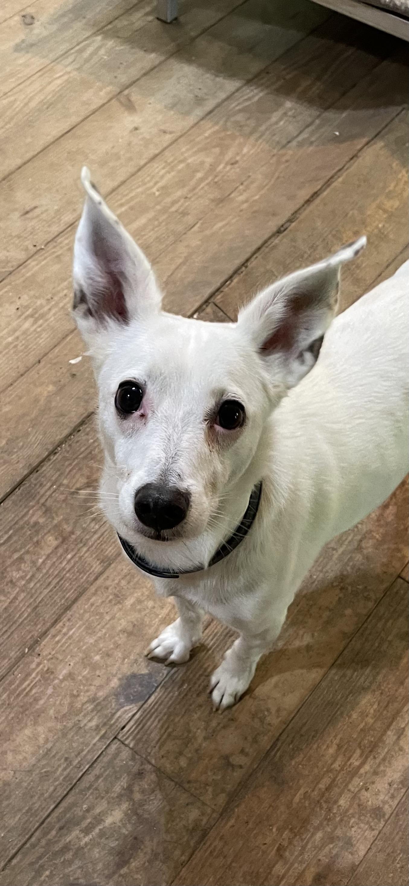 Toby, a Adoptable mixed breed in Vallonia, IN image 2/4