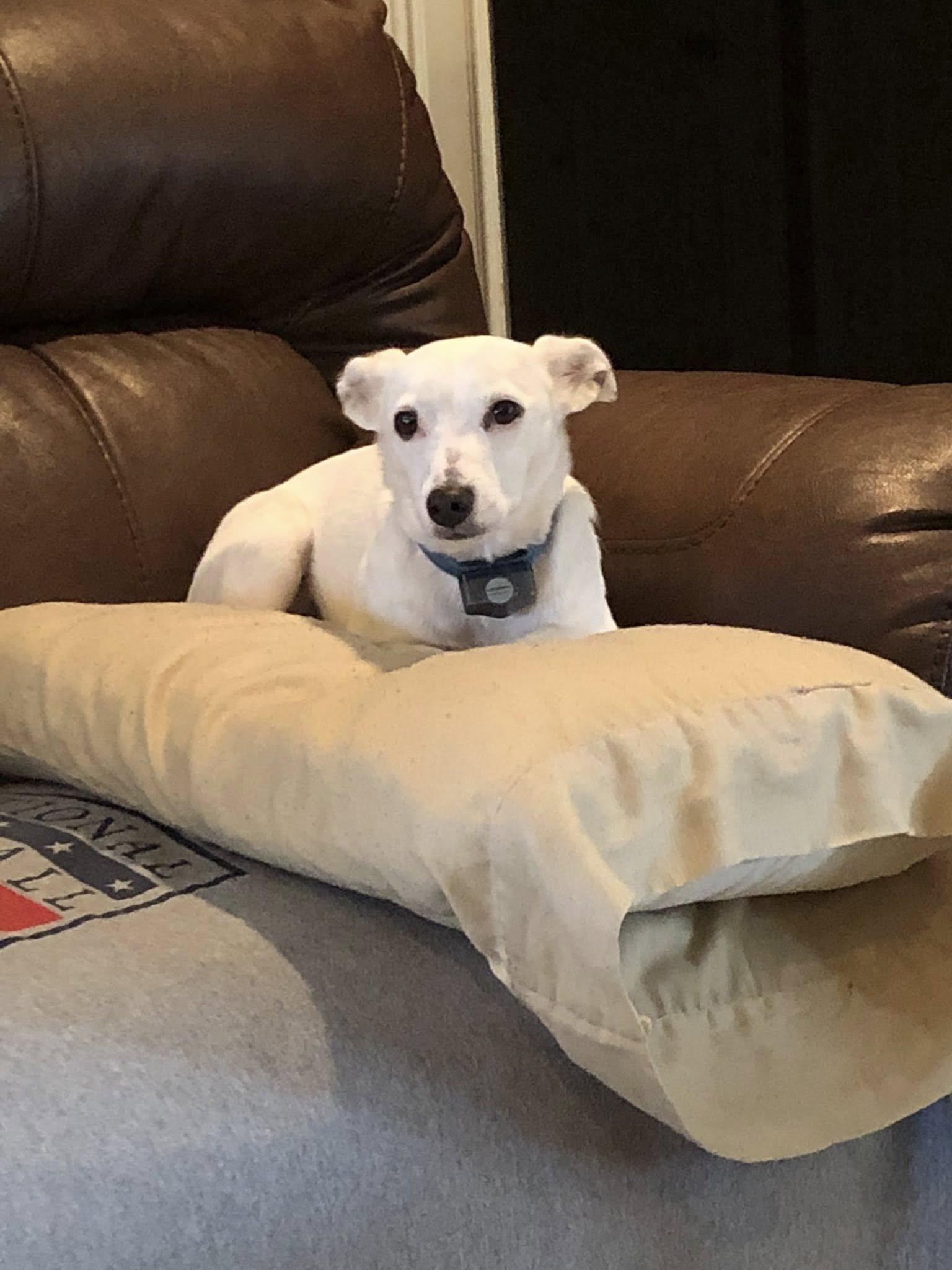 Toby, Adoptable, Adult Male Jack Russell Terrier.