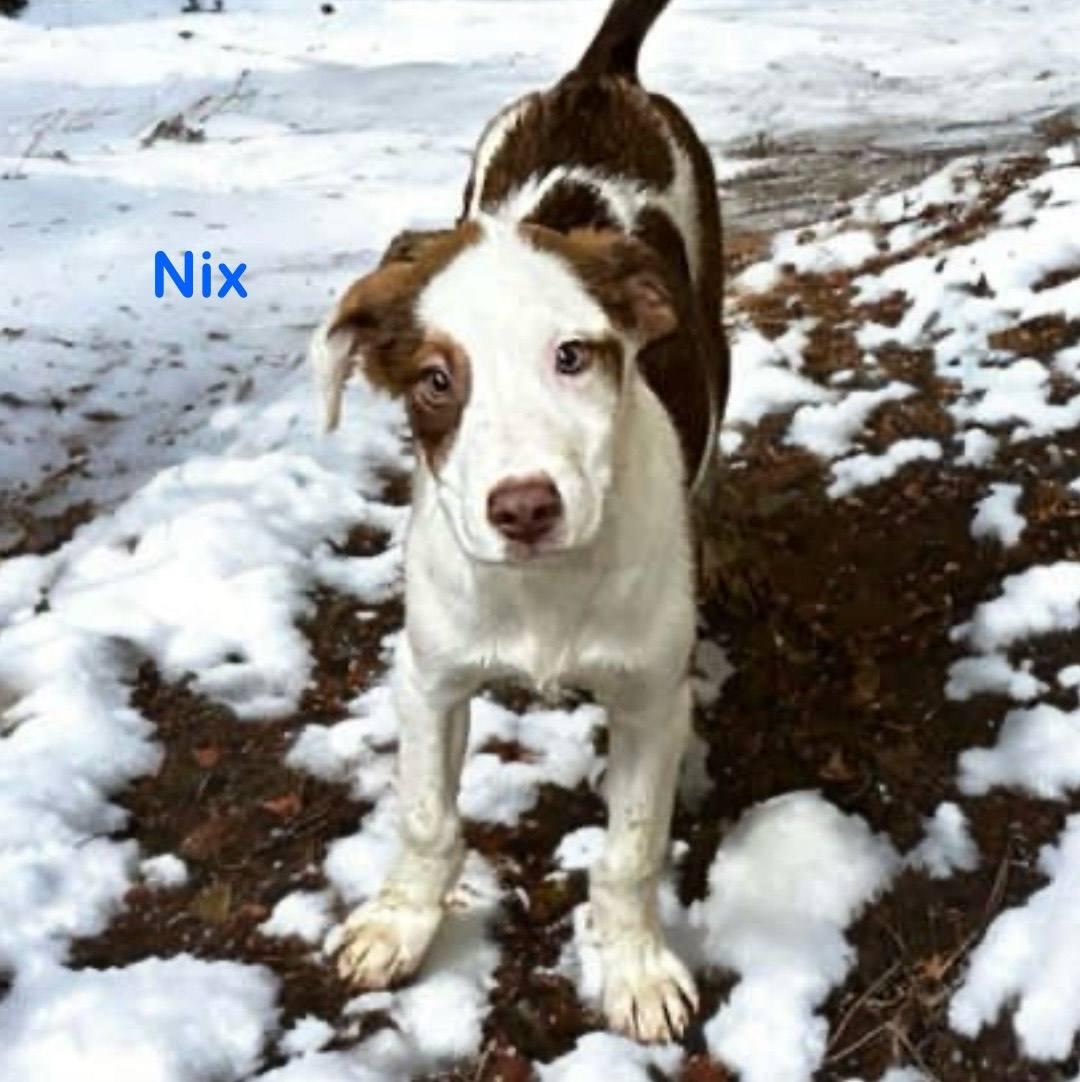 Enlarge Nix, a Adoptable mixed breed in Archbold , OH image 1/1