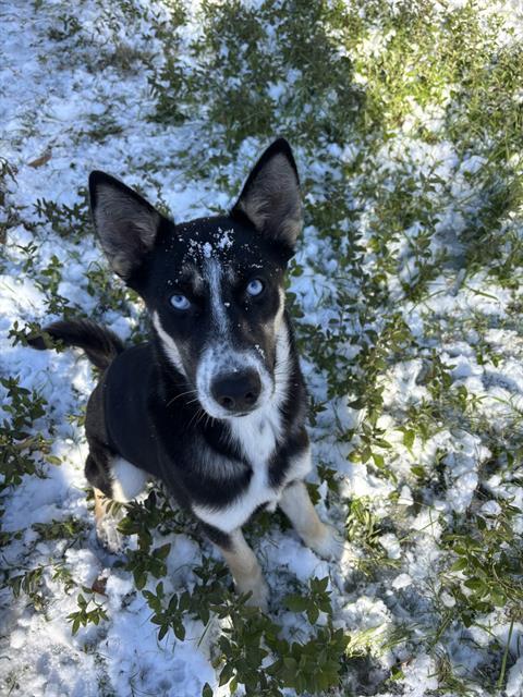 ATHENA, Adoptable, Young Female Siberian Husky & Mixed Breed.