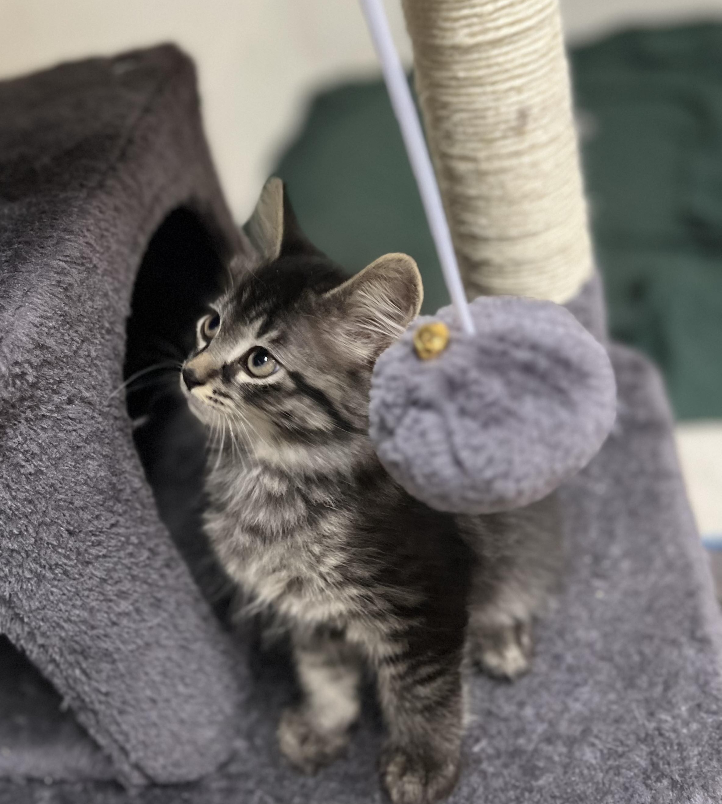 Yeti, Adoptable, Kitten Female Domestic Medium Hair.