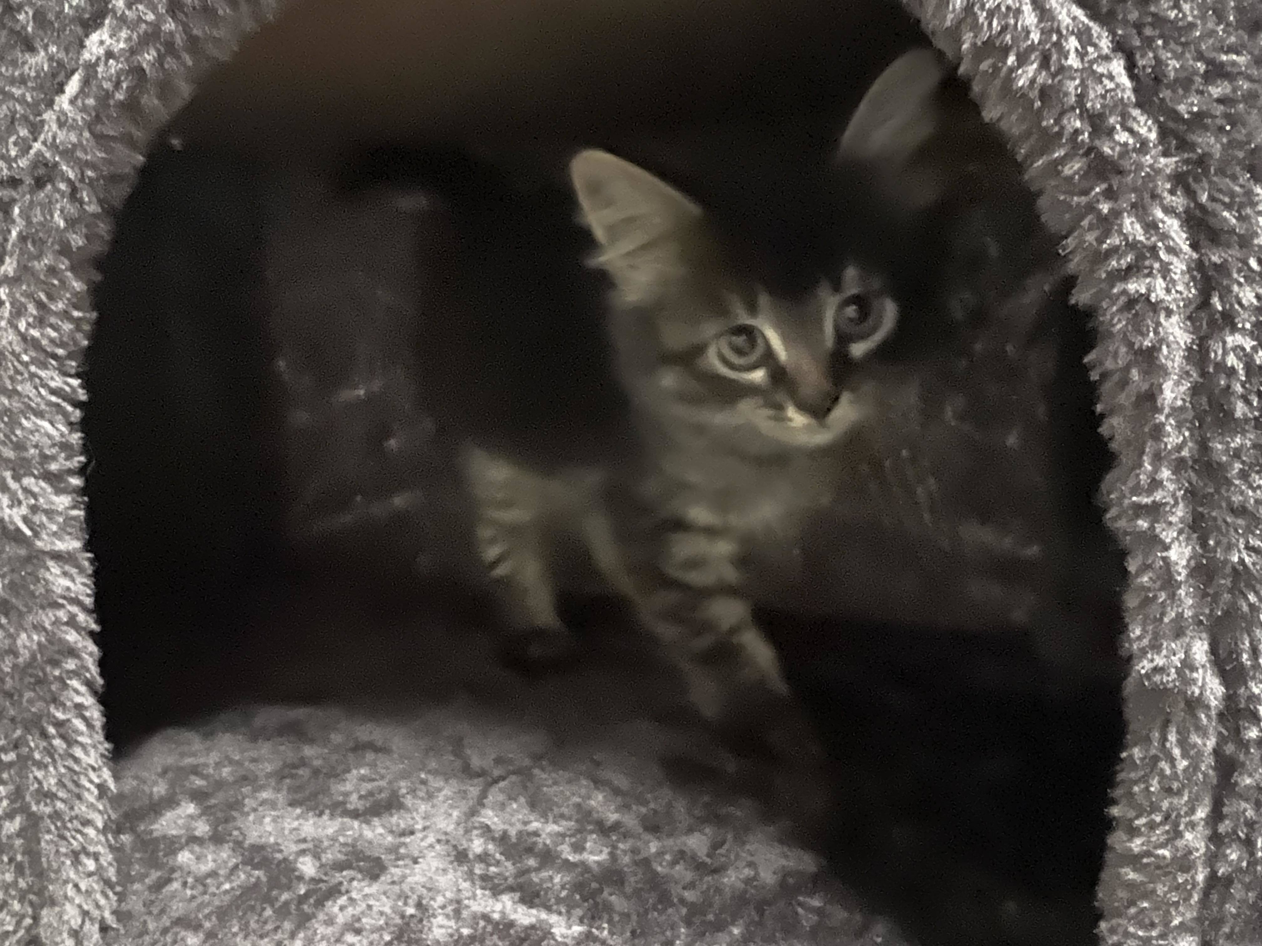 Yeti, a Adoptable mixed breed in West Mifflin, PA image 2/15