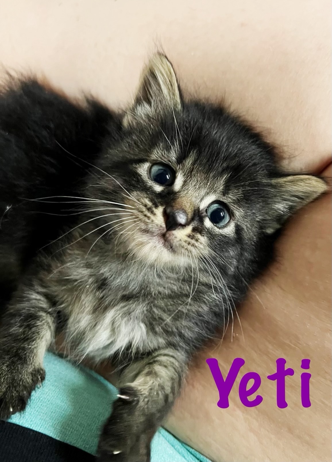 Yeti, a Adoptable mixed breed in West Mifflin, PA image 3/15