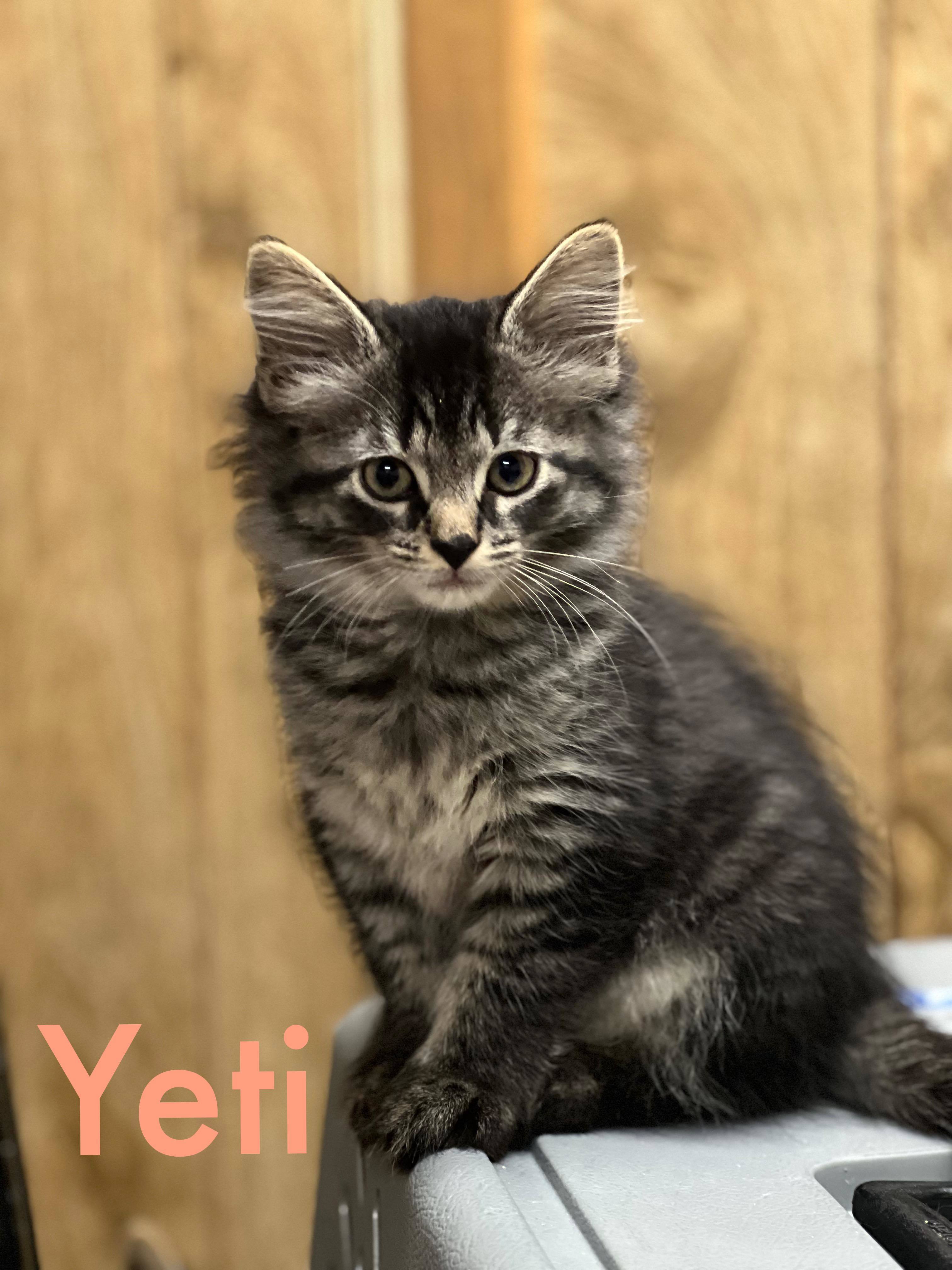 Yeti, a Adoptable mixed breed in West Mifflin, PA image 5/15