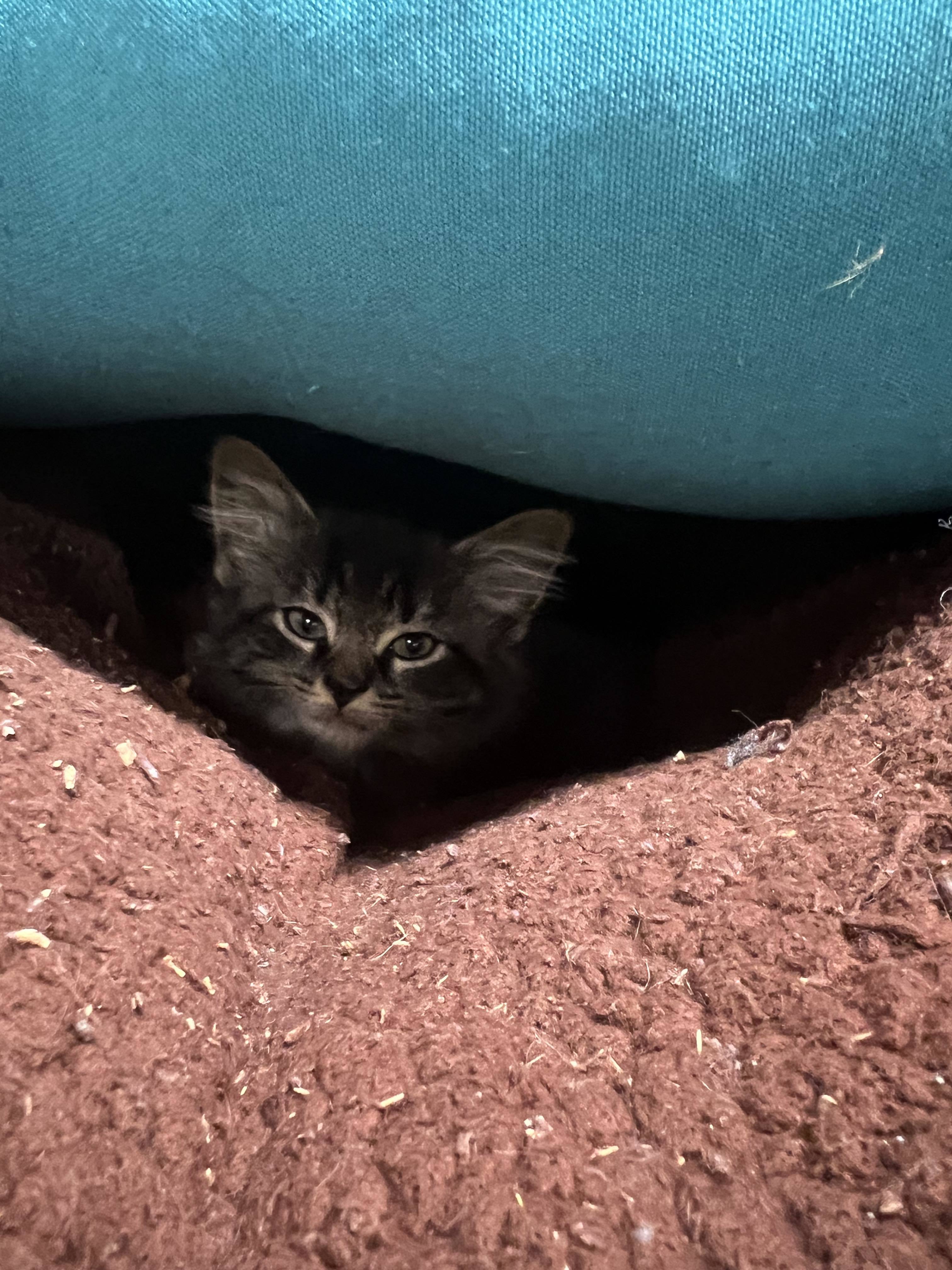 Yeti, a Adoptable mixed breed in West Mifflin, PA image 6/15