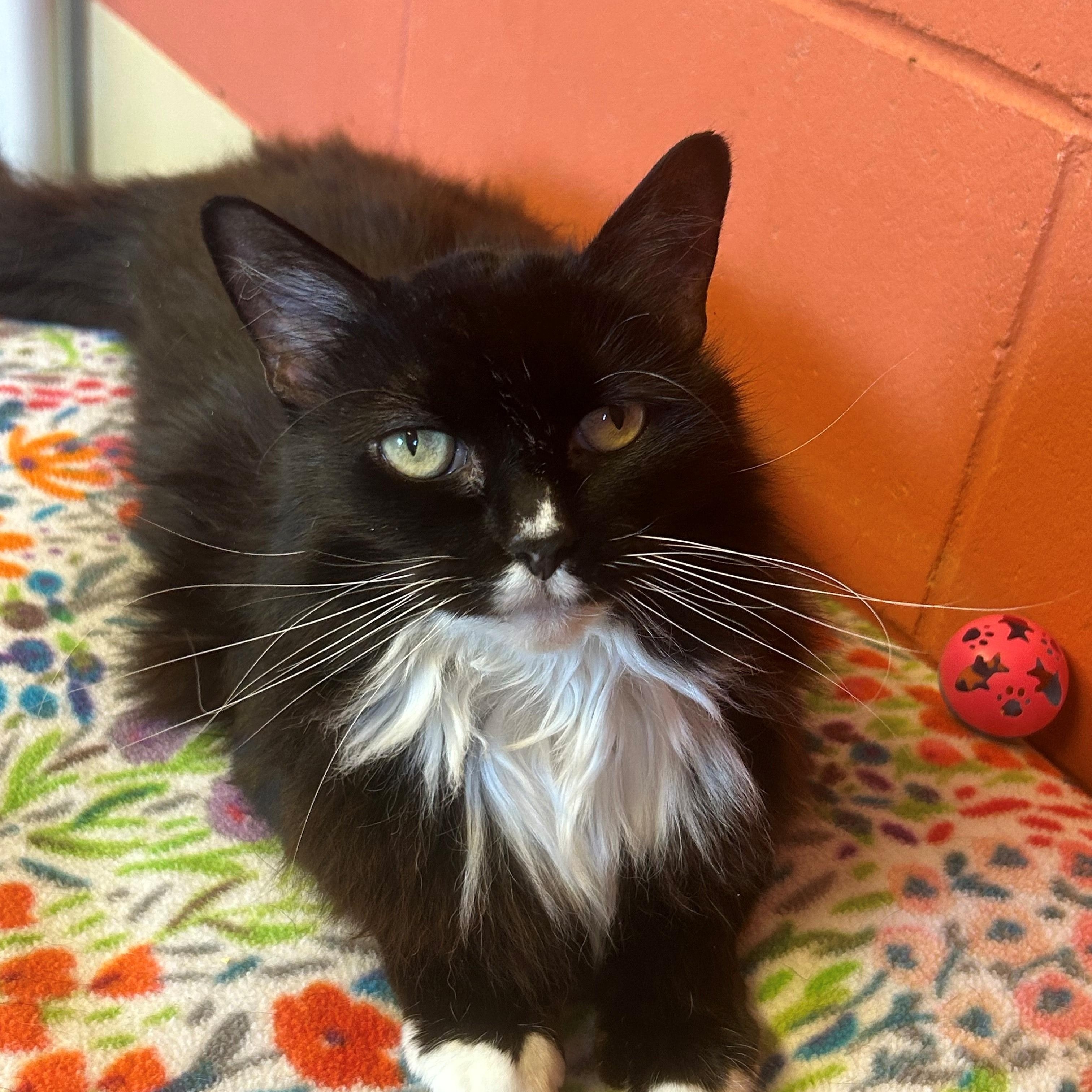 Cat for adoption Cleo, a Domestic Long Hair in Southold, NY Petfinder