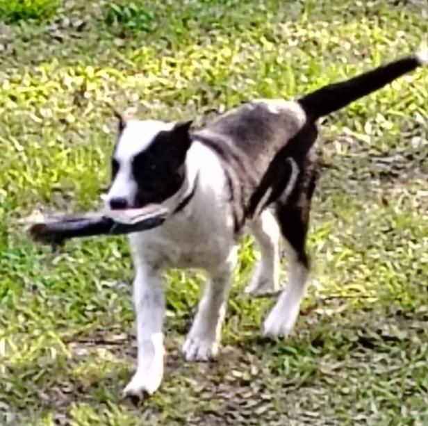 SB, an adopted mixed breed in Sunset Valley, TX image 5/6