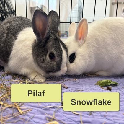 Enlarge Snowflake, a Adoptable mixed breed in Wheaton, IL image 1/3