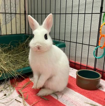 Enlarge Snowflake, a Adoptable mixed breed in Wheaton, IL image 2/3