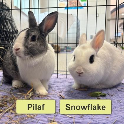 Enlarge Snowflake, a Adoptable mixed breed in Wheaton, IL image 3/3