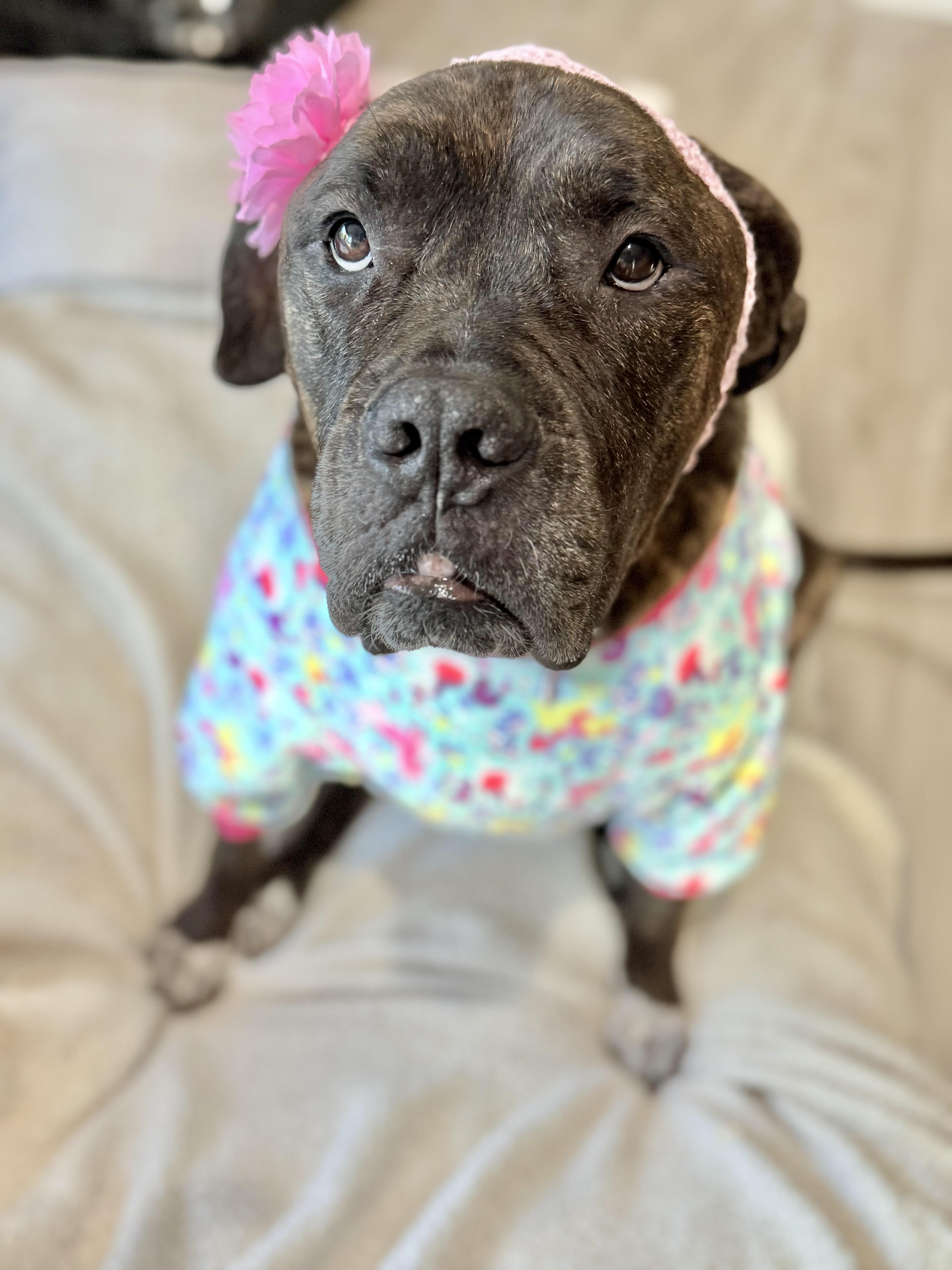 Olive Garden, a Adoptable mixed breed in Los Angeles, CA image 6/6