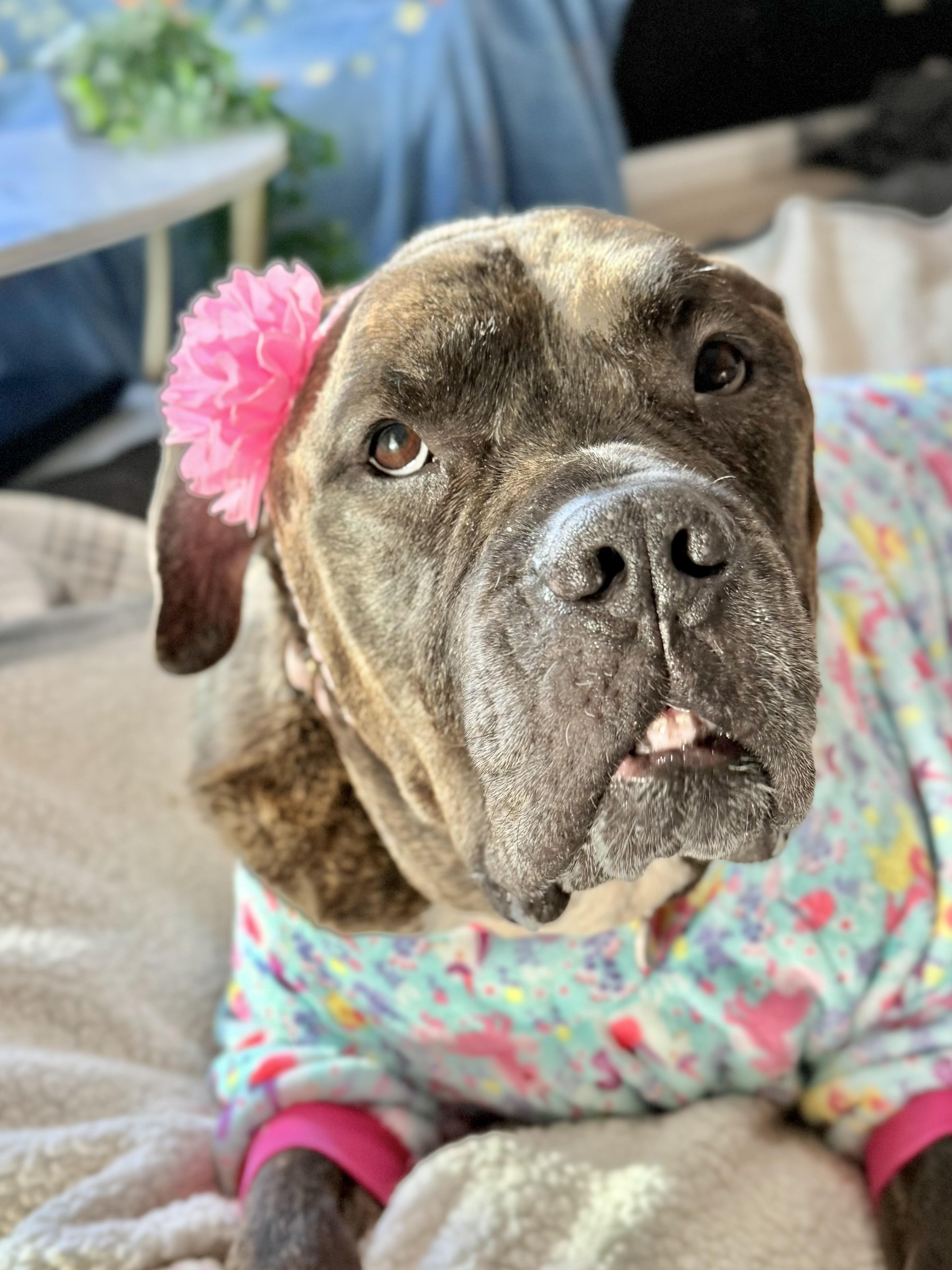 Olive Garden, a Adoptable mixed breed in Los Angeles, CA image 1/6