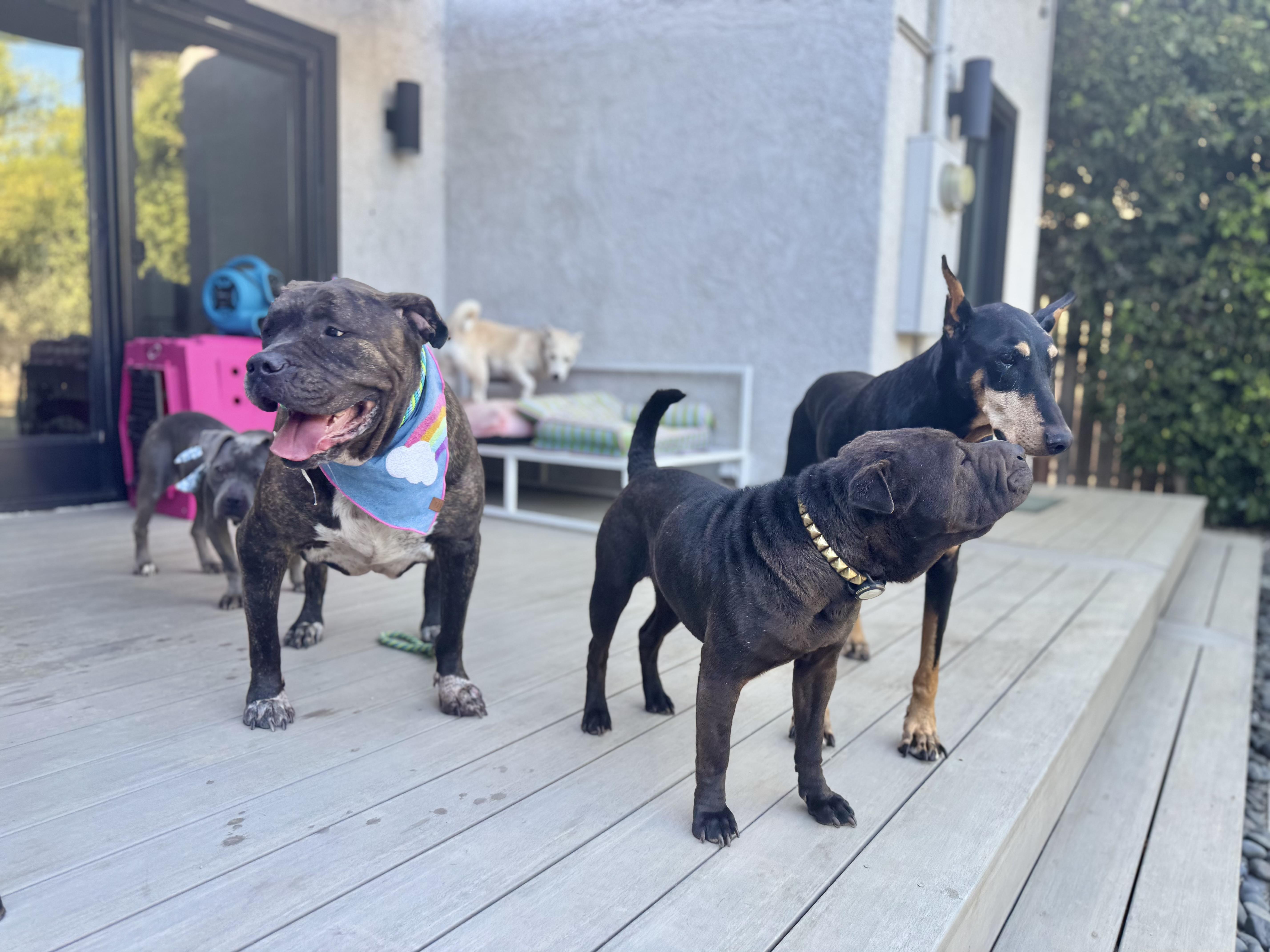 Olive Garden, a Adoptable mixed breed in Los Angeles, CA image 4/6