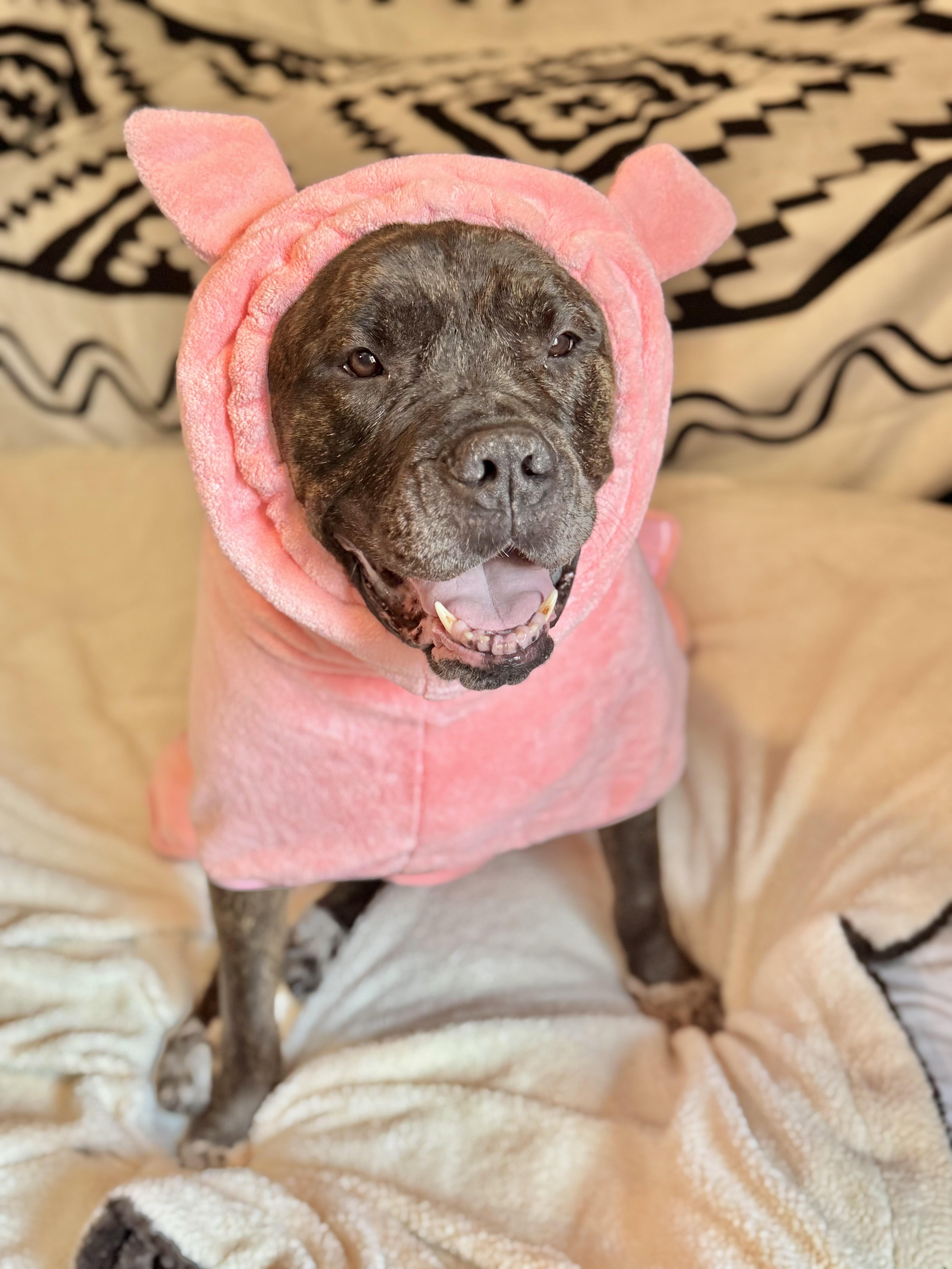 Olive Garden, an adoptable Mastiff, Bullmastiff in Los Angeles, CA, 90035 | Photo Image 1