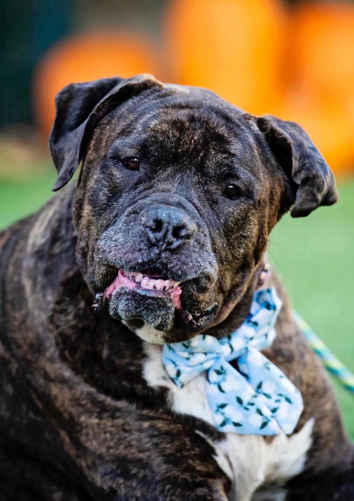 Olive Garden, an adoptable Mastiff, Bullmastiff in Los Angeles, CA, 90035 | Photo Image 5