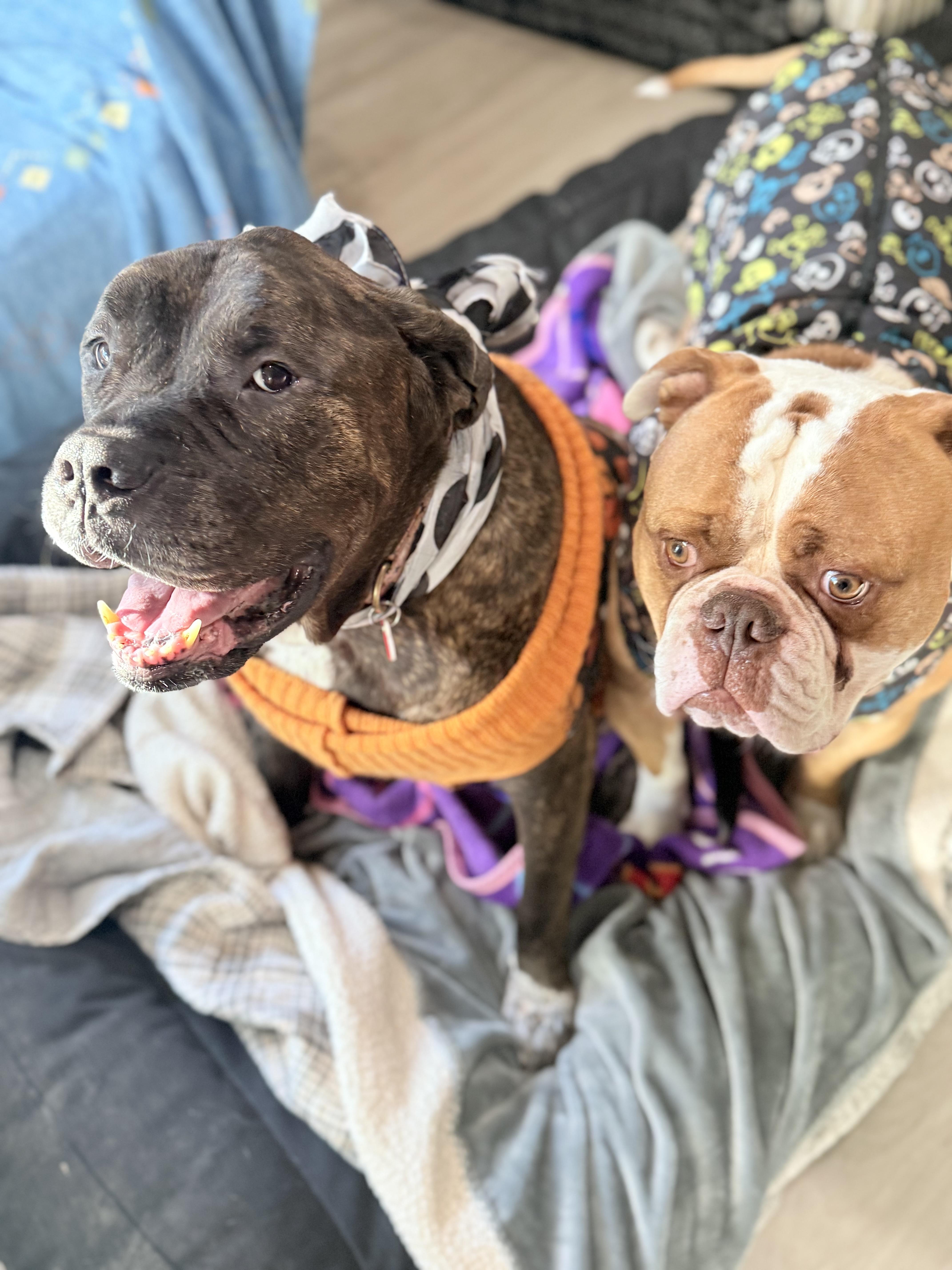 Olive Garden, an adoptable Mastiff, Bullmastiff in Los Angeles, CA, 90035 | Photo Image 1