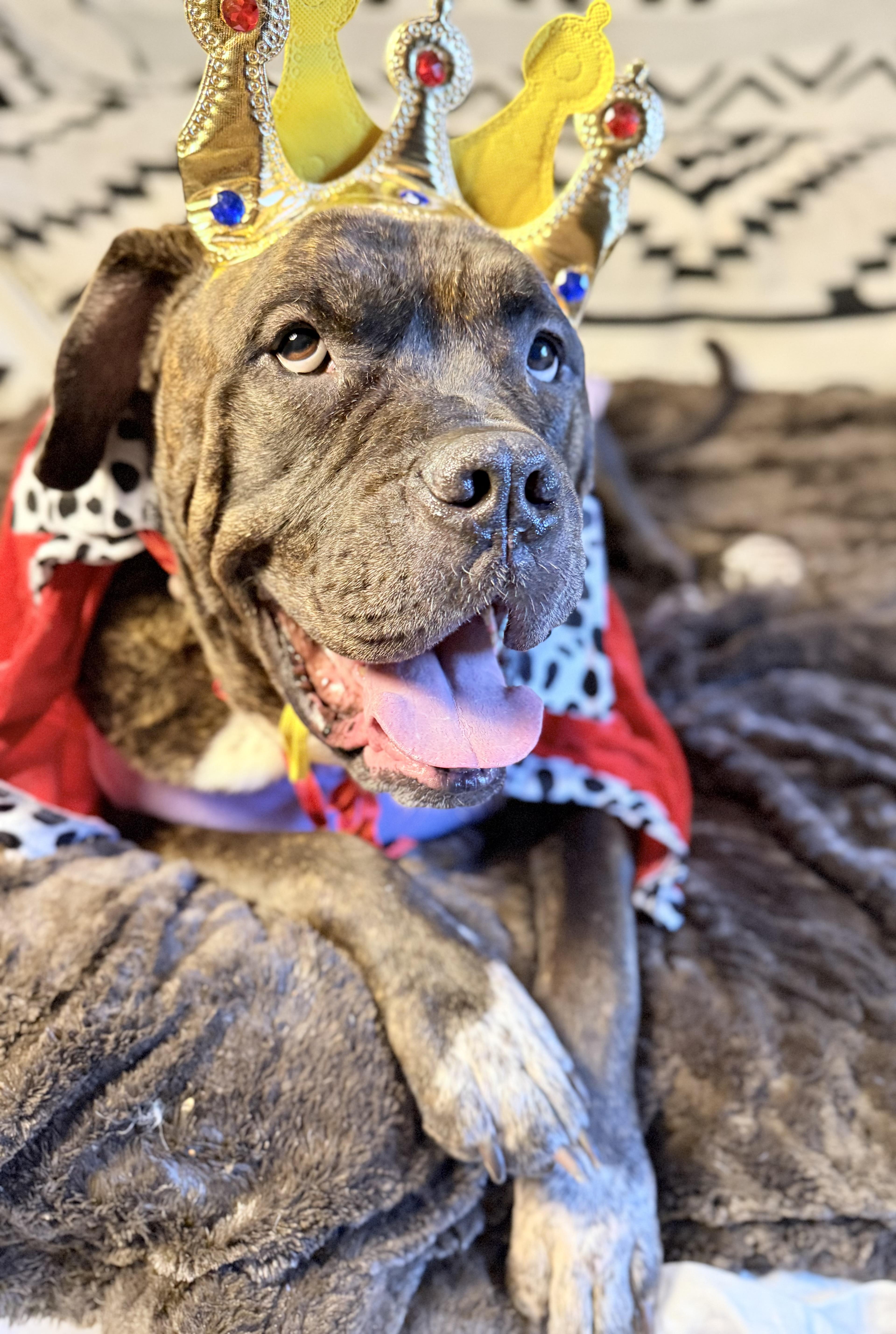 Olive Garden, an adoptable Mastiff, Bullmastiff in Los Angeles, CA, 90035 | Photo Image 3