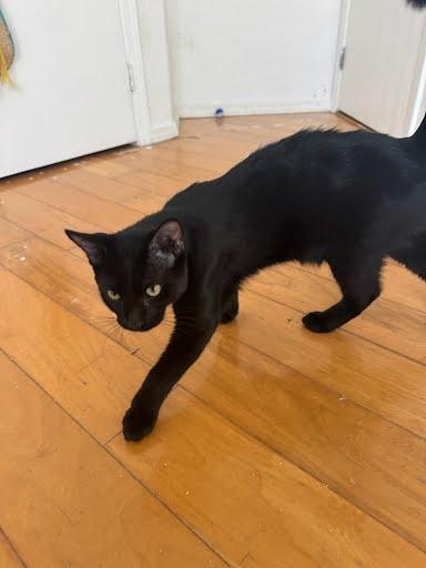 Enlarge Soap, a Adoptable Domestic Short Hair in Elk Grove, CA image 3/5