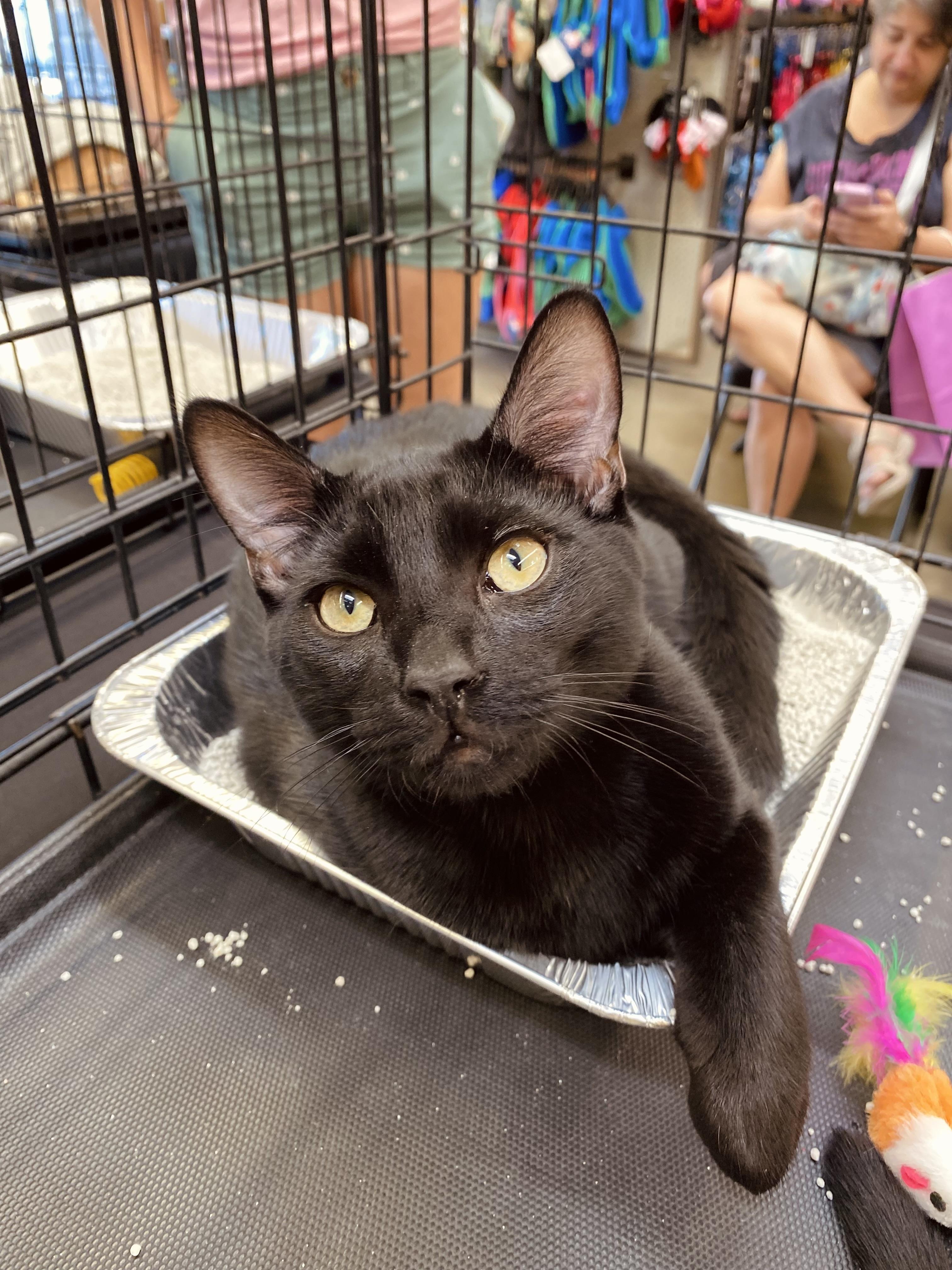 Soap, Adoptable, Kitten Male Domestic Short Hair.