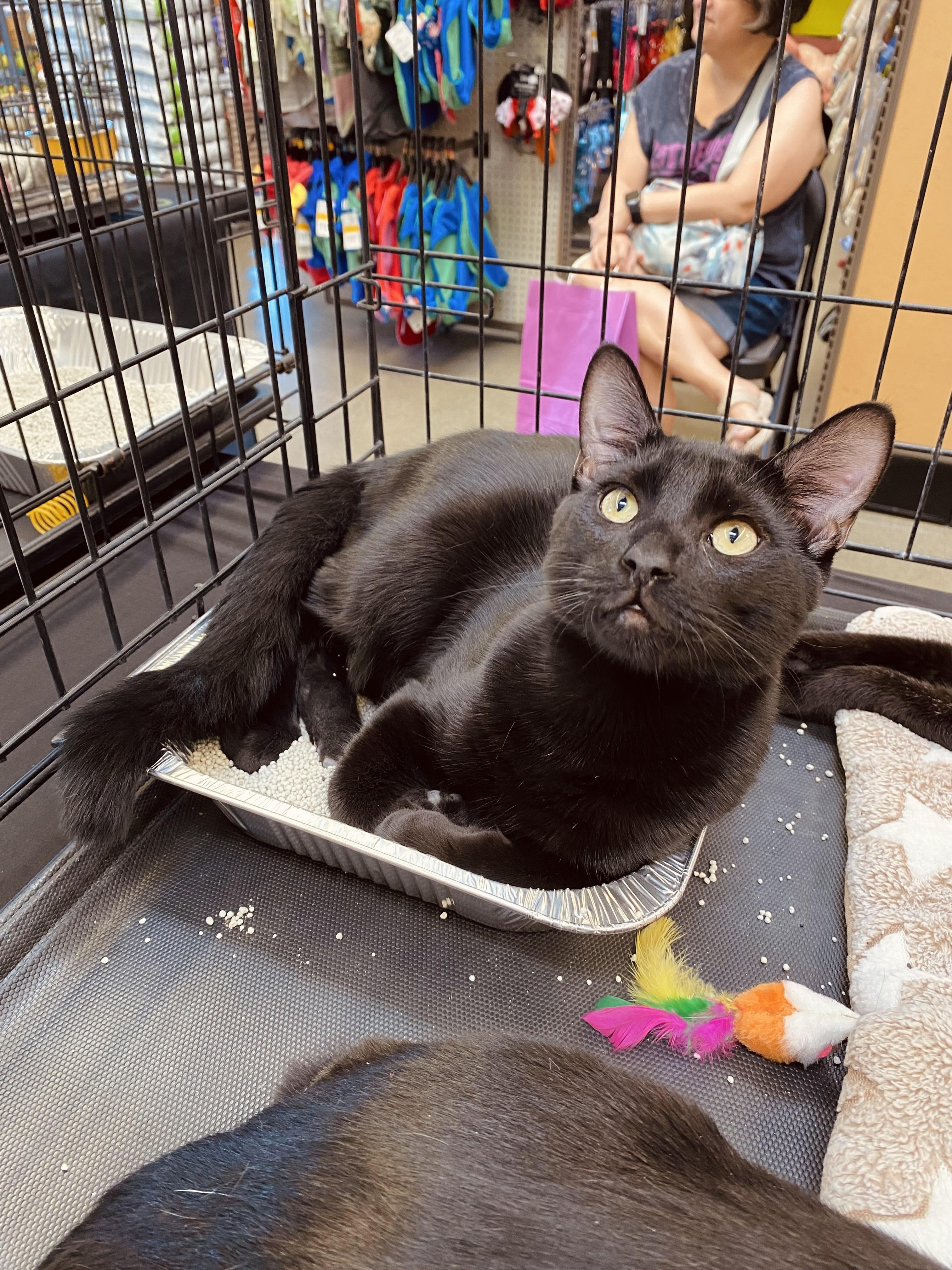 Enlarge Soap, a Adoptable Domestic Short Hair in Elk Grove, CA image 5/5
