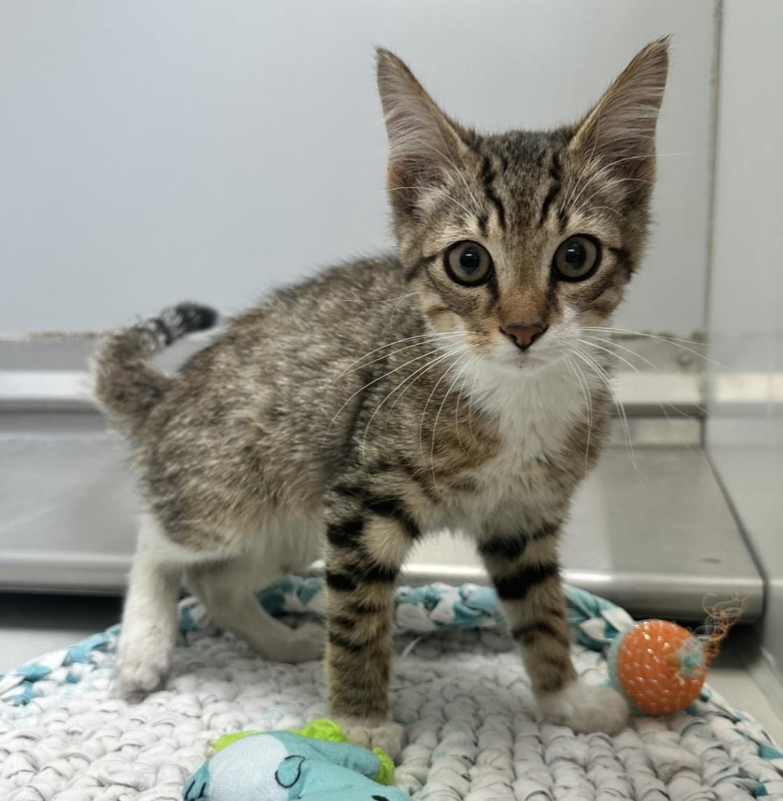 Mario / 61668376, ADOPTABLE, Kitten Male Domestic Short Hair.