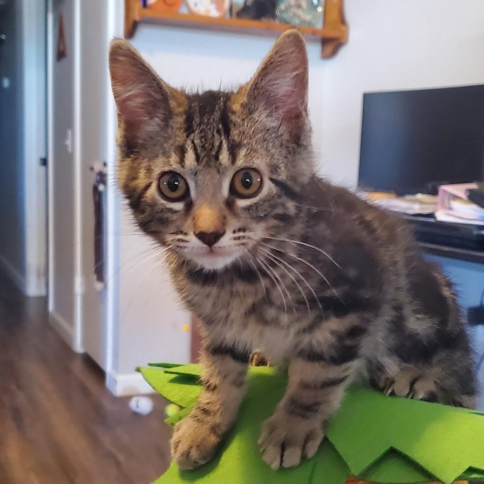 Enlarge Owl, an adopted Tabby in SCOTTSDALE, AZ image 2/2