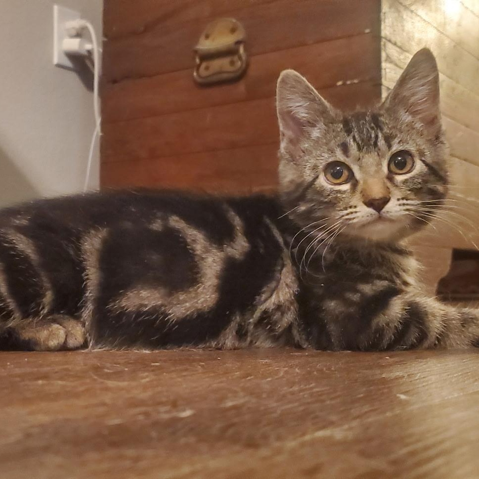 Owl, adopted, Kitten Male Tabby.