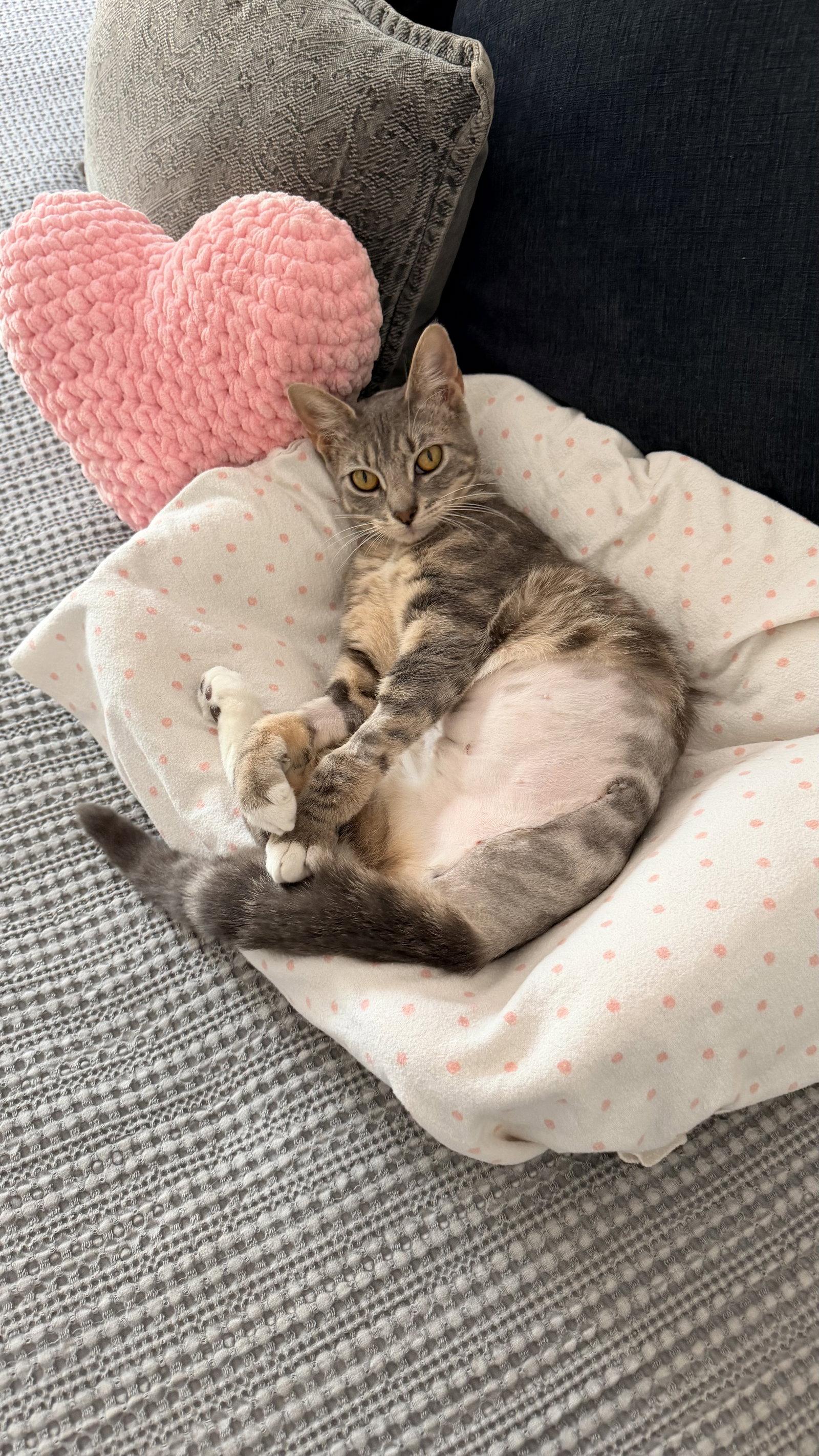 Marigold, Adoptable, Young Female Domestic Short Hair.