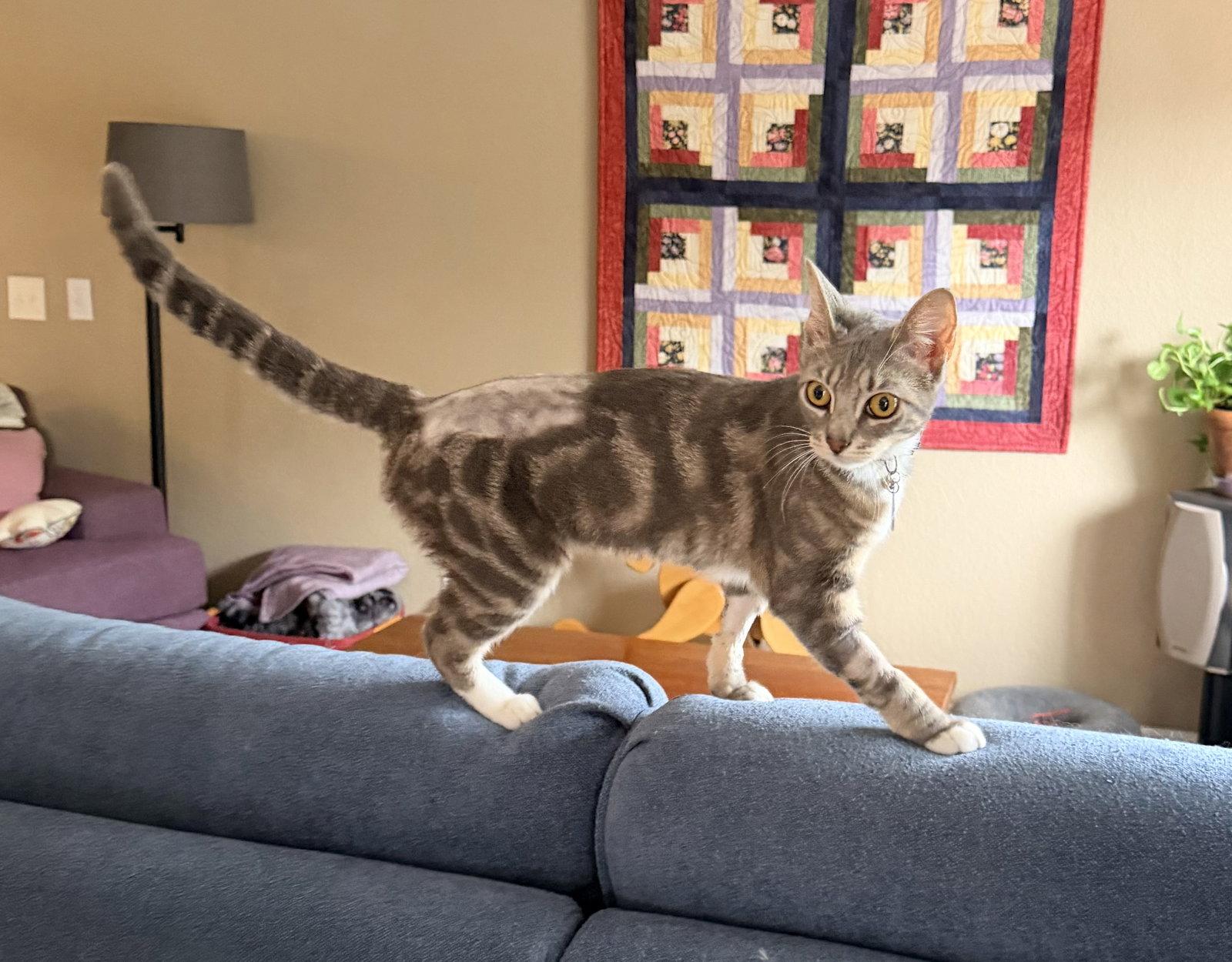 Enlarge Marigold, a Adoptable Domestic Short Hair in Davis, CA image 2/3