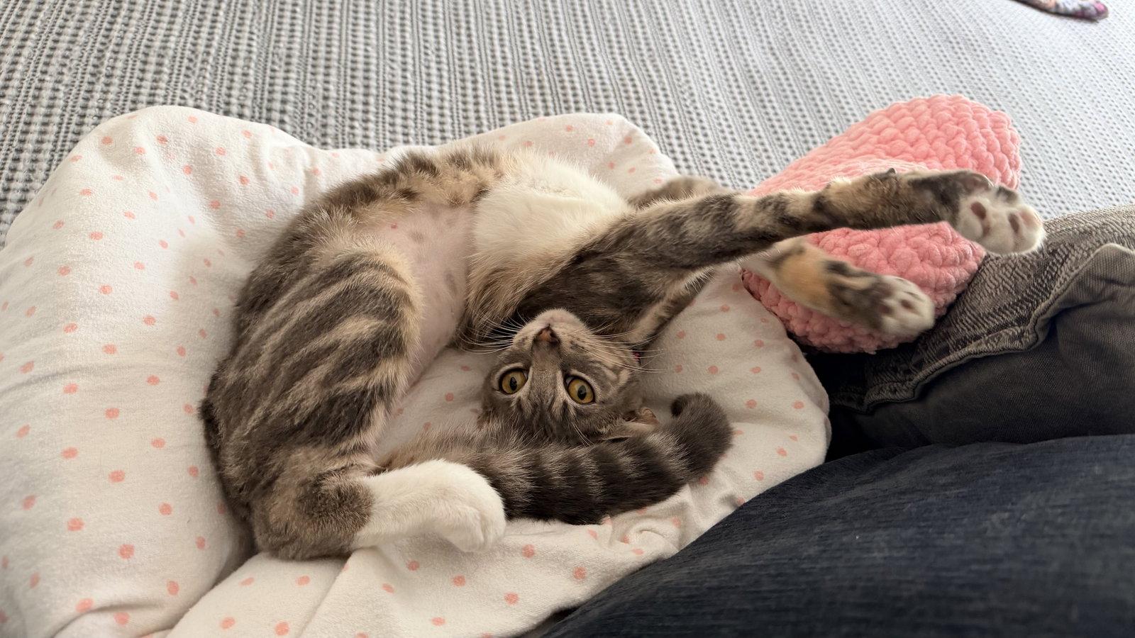 Enlarge Marigold, a Adoptable Domestic Short Hair in Davis, CA image 3/3