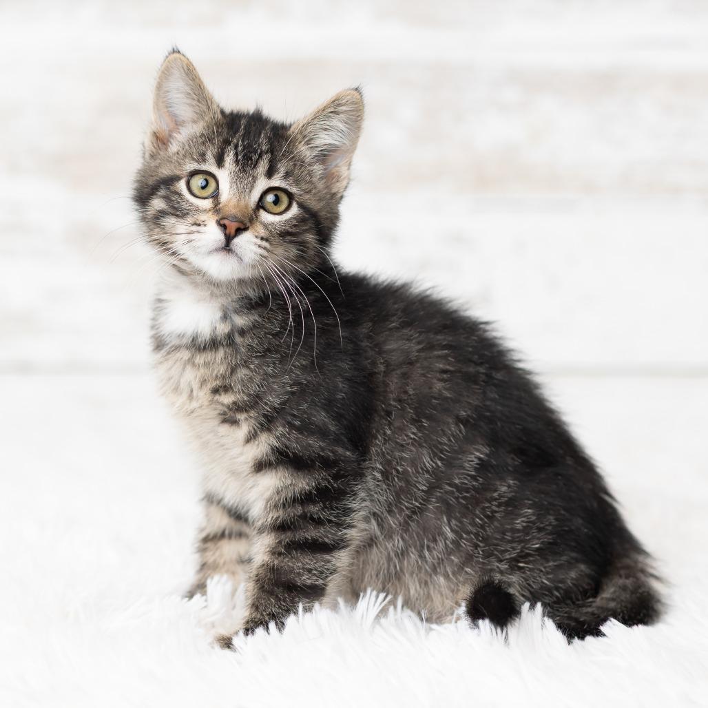 Enlarge Webigail, a Adoptable Domestic Medium Hair in St. Paul, MN image 1/5