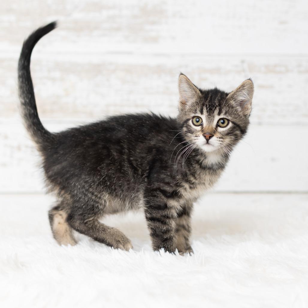 Enlarge Webigail, a Adoptable Domestic Medium Hair in St. Paul, MN image 4/5