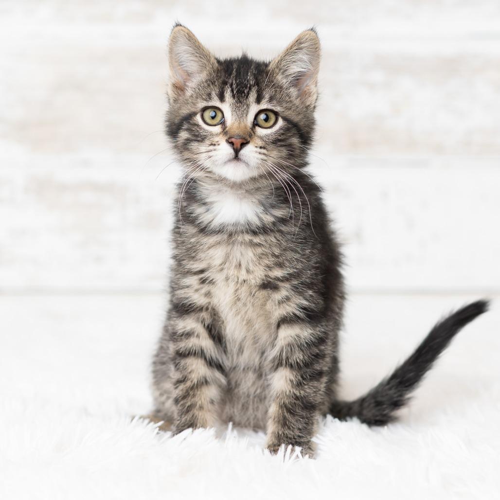 Enlarge Webigail, a Adoptable Domestic Medium Hair in St. Paul, MN image 5/5