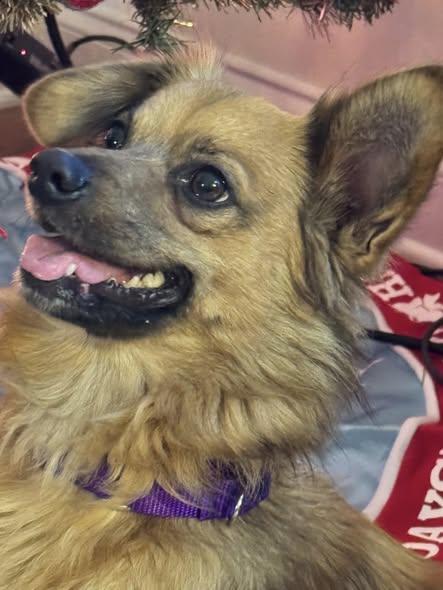 Sojourner, ADOPTABLE, Adult Male Pomeranian & Shetland Sheepdog / Sheltie.