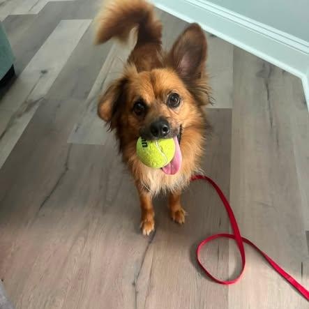 Enlarge Sojourner, a ADOPTABLE mixed breed in Matthews, NC image 1/3
