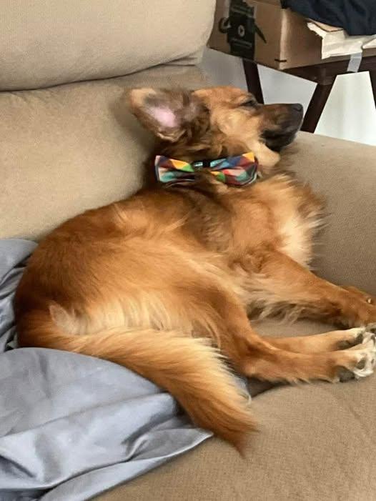 Enlarge Sojourner, a ADOPTABLE mixed breed in Matthews, NC image 2/3