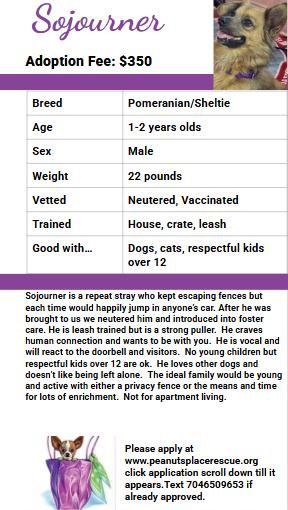 Enlarge Sojourner, a ADOPTABLE mixed breed in Matthews, NC image 3/3