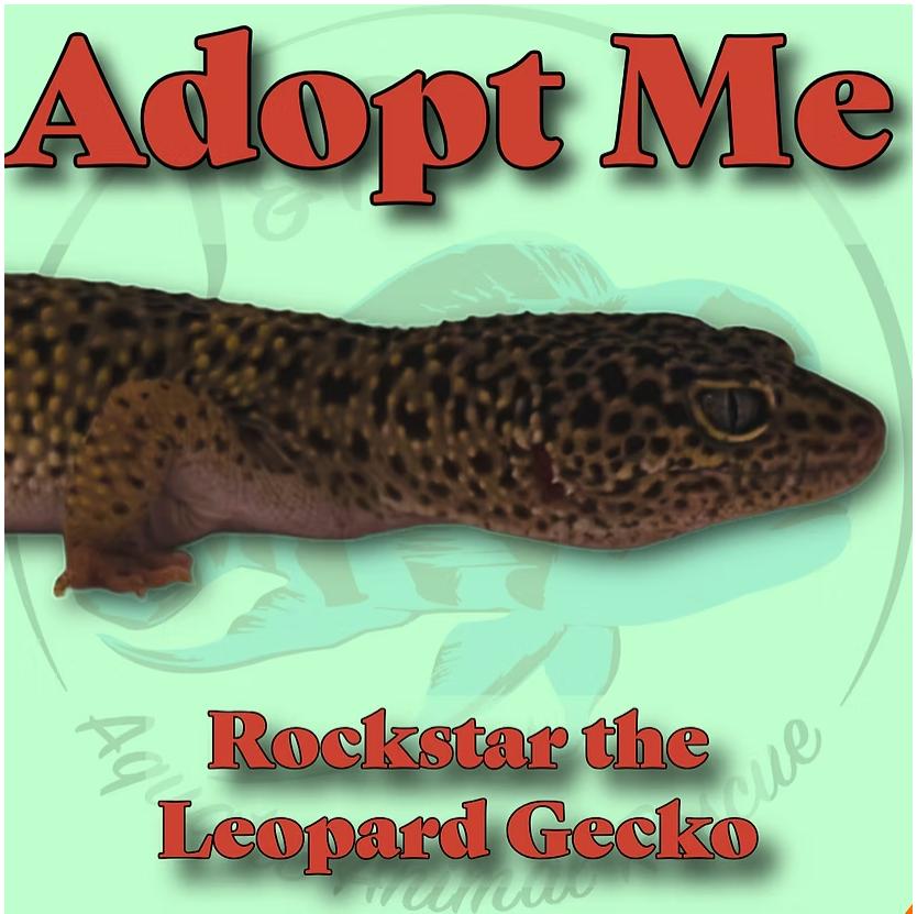 Rockstar the Leopard Gecko, Adoptable, Adult Unknown Gecko.