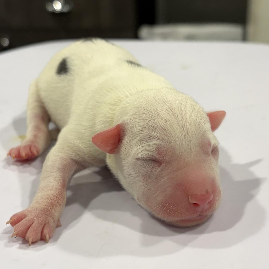 Dolly, Adoptable, Puppy Female Australian Cattle Dog / Blue Heeler & Australian Shepherd.