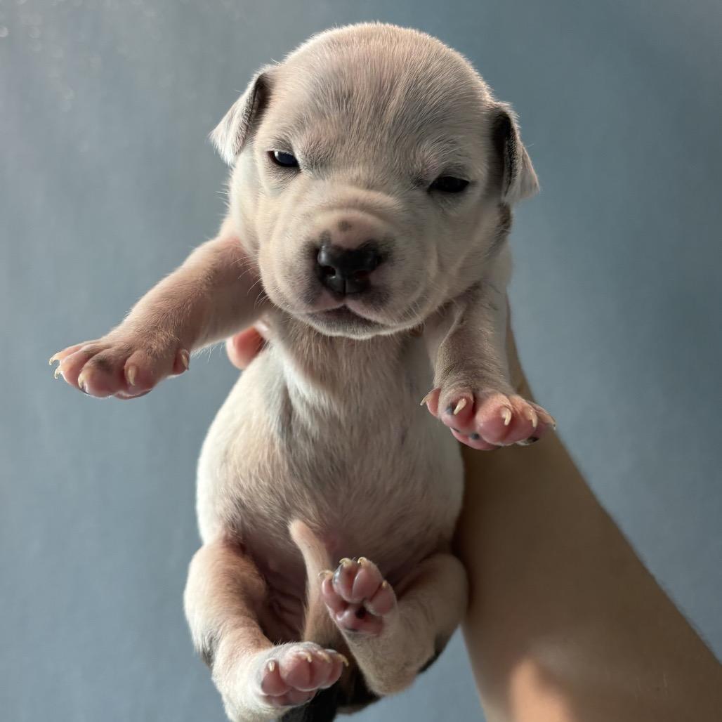 Enlarge Dolly, a Adoptable mixed breed in Tampa, FL image 2/3