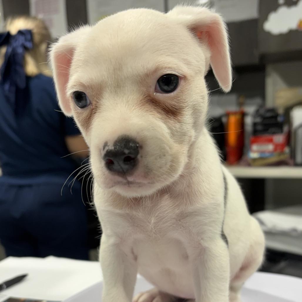 Enlarge Dolly, a Adoptable mixed breed in Tampa, FL image 3/3