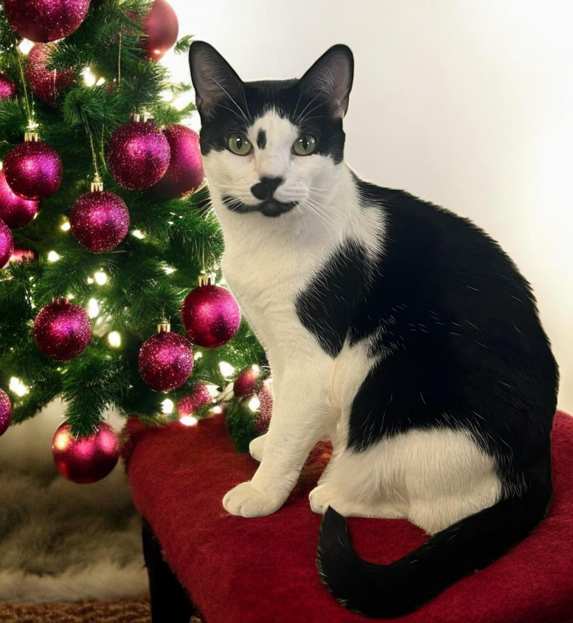 Twylite — Overflowing with Love and Brimming with Personality!