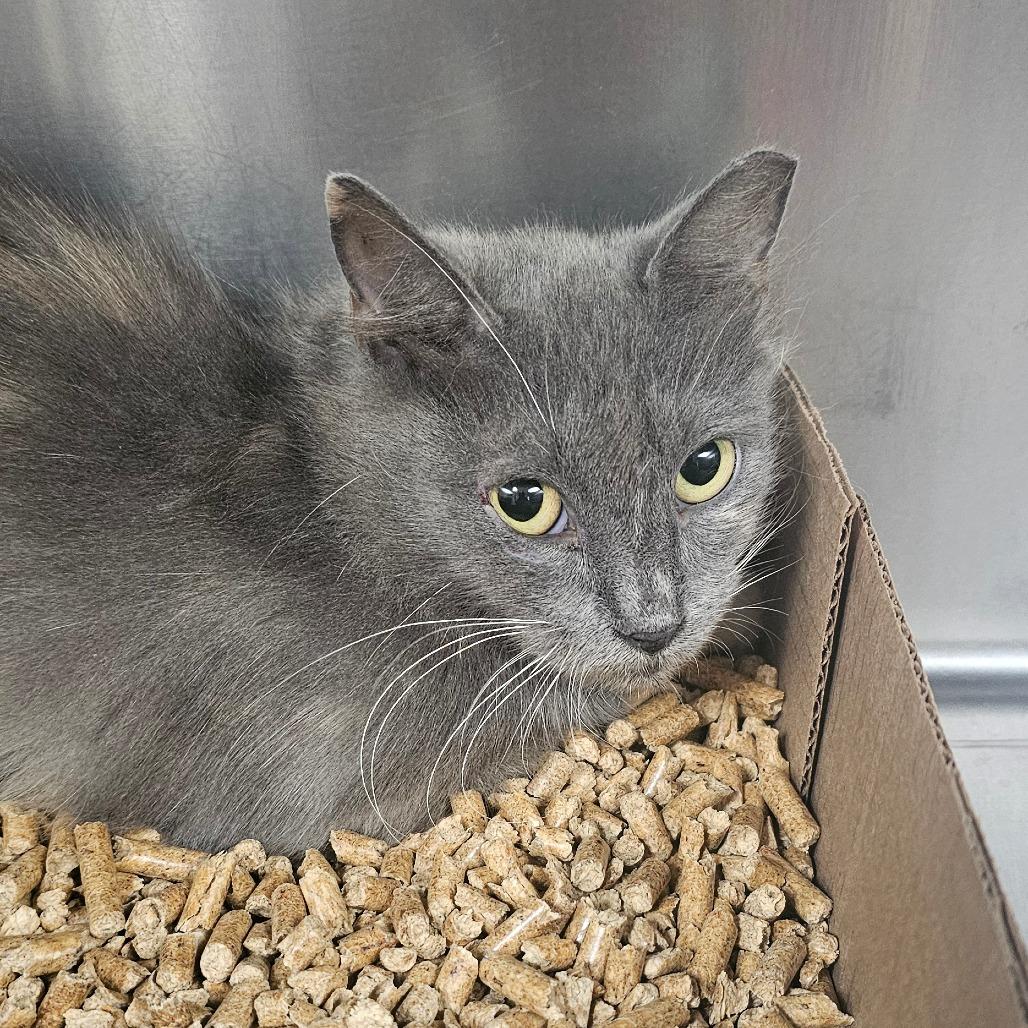 Peanut, Adoptable, Kitten Female Domestic Long Hair.