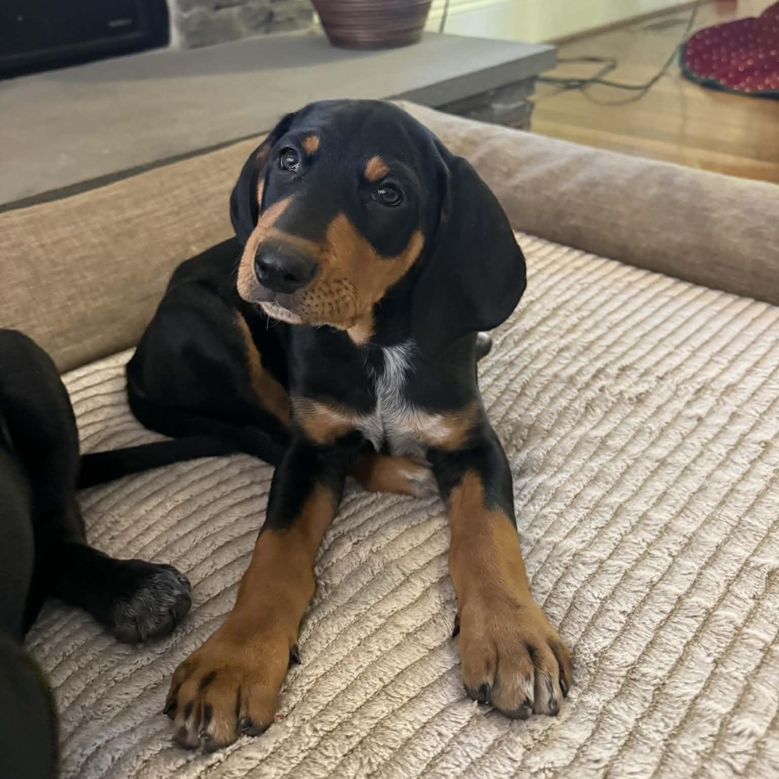 Bufflehead thumbnail 2