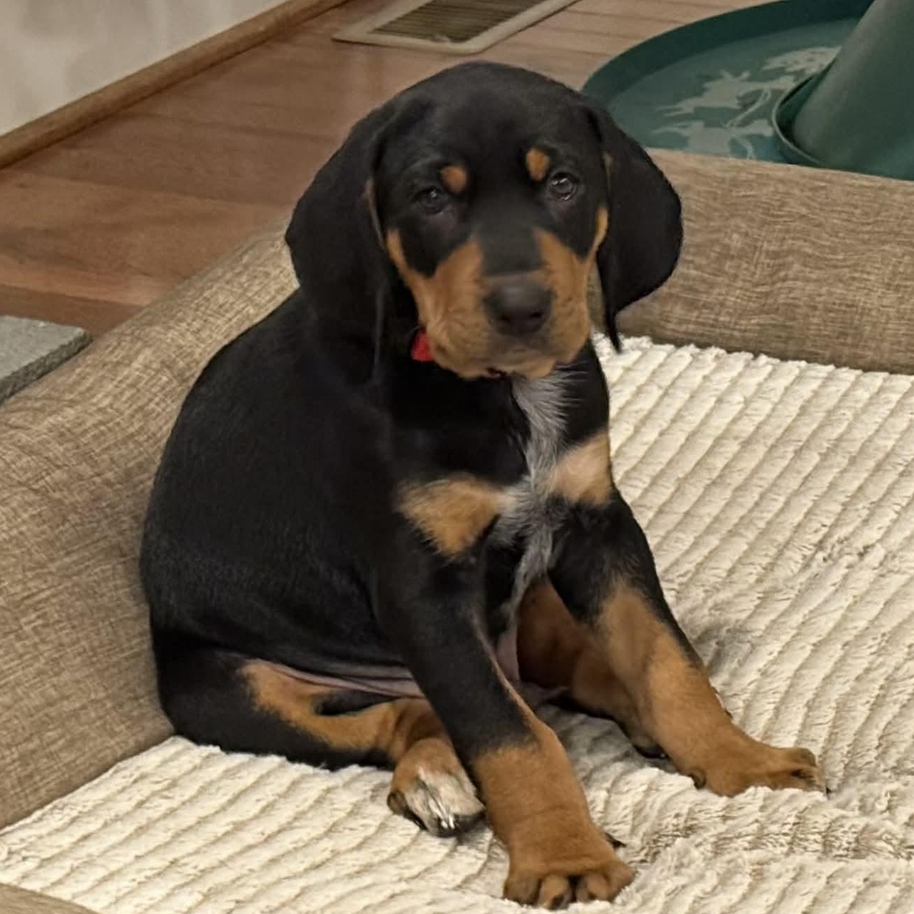 Bufflehead thumbnail 3